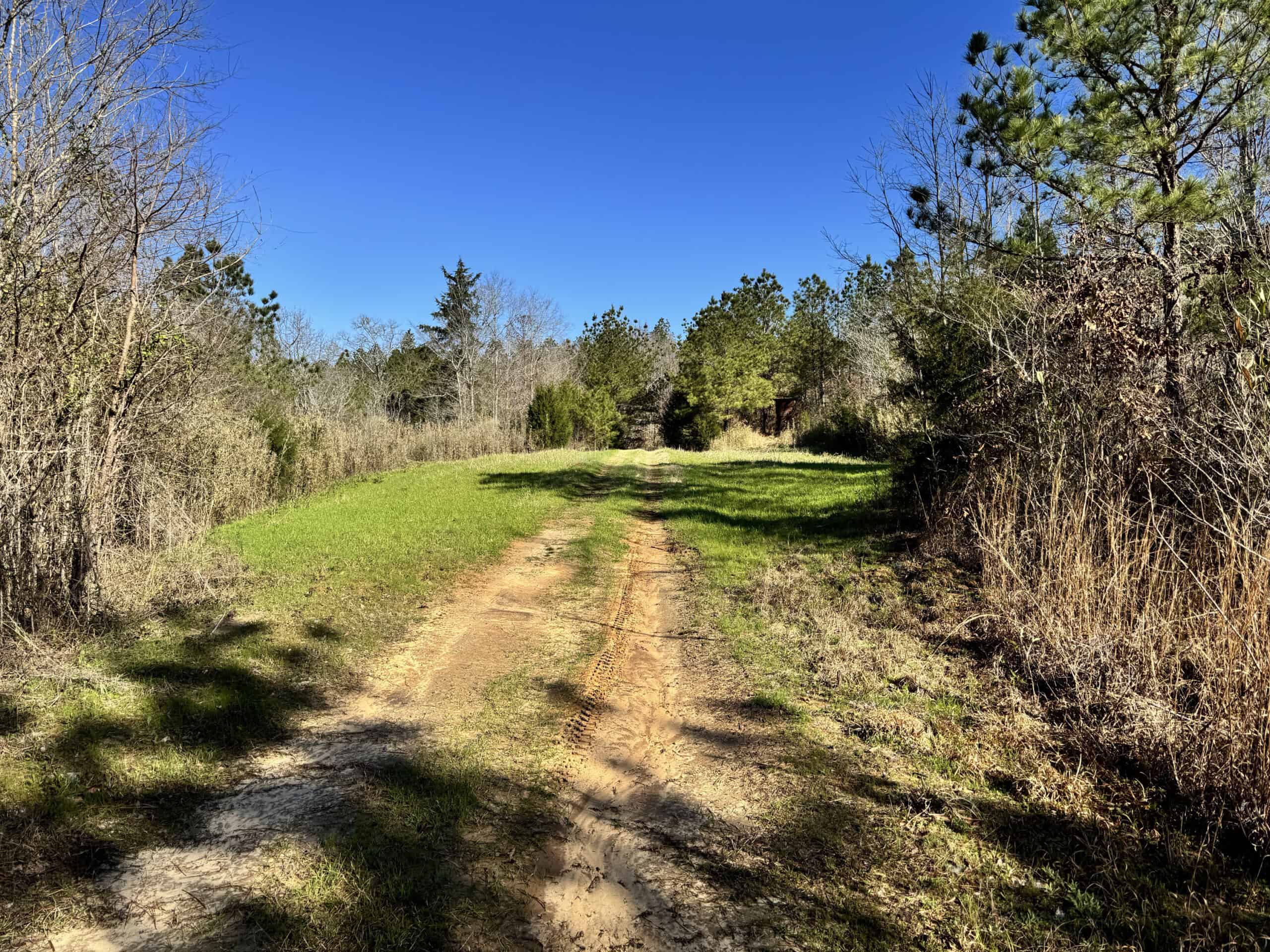 600 Acres Claiborne County Hunting Land Timber Investment