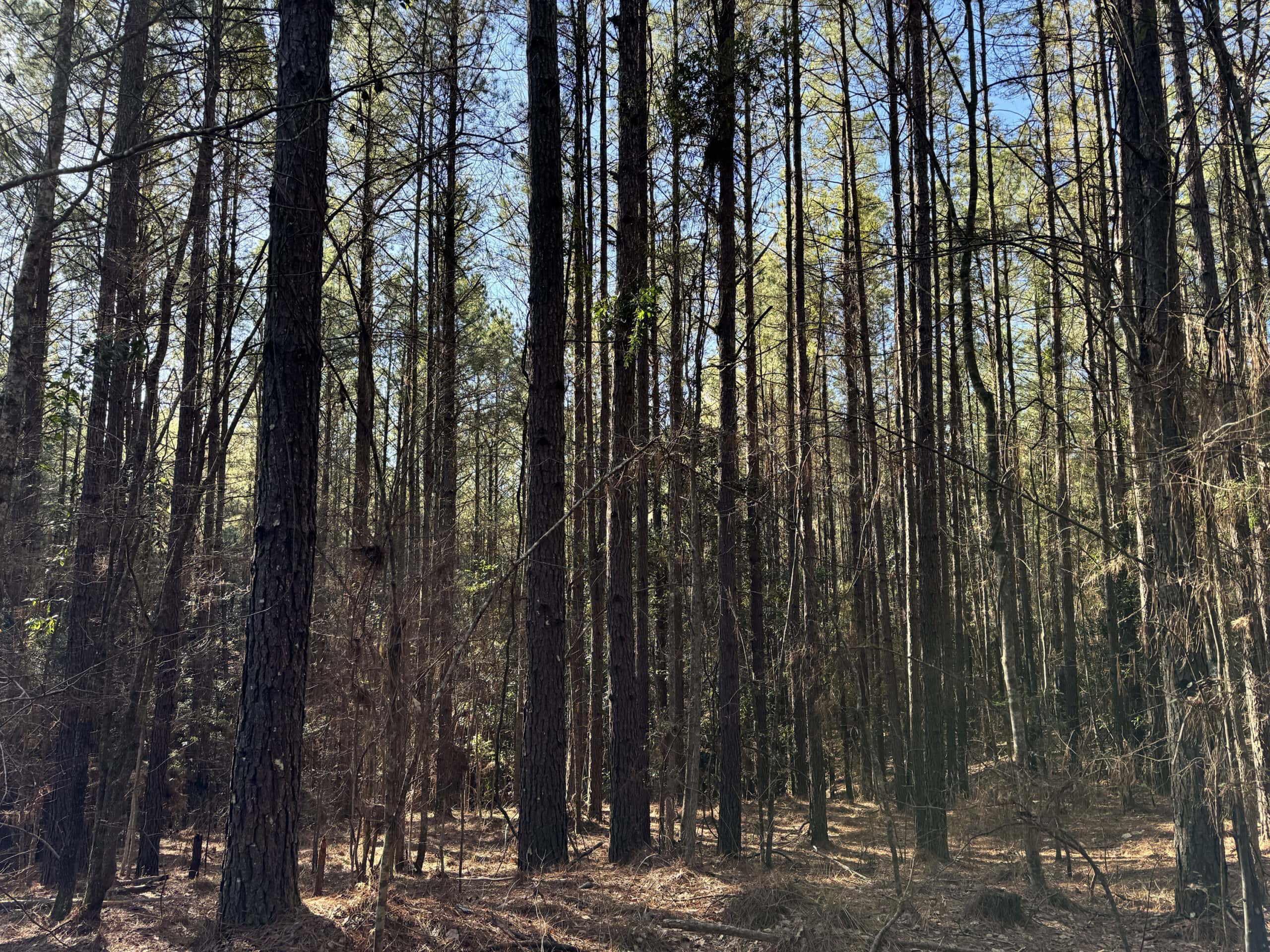 600 Acres Claiborne County Hunting Land Timber Investment