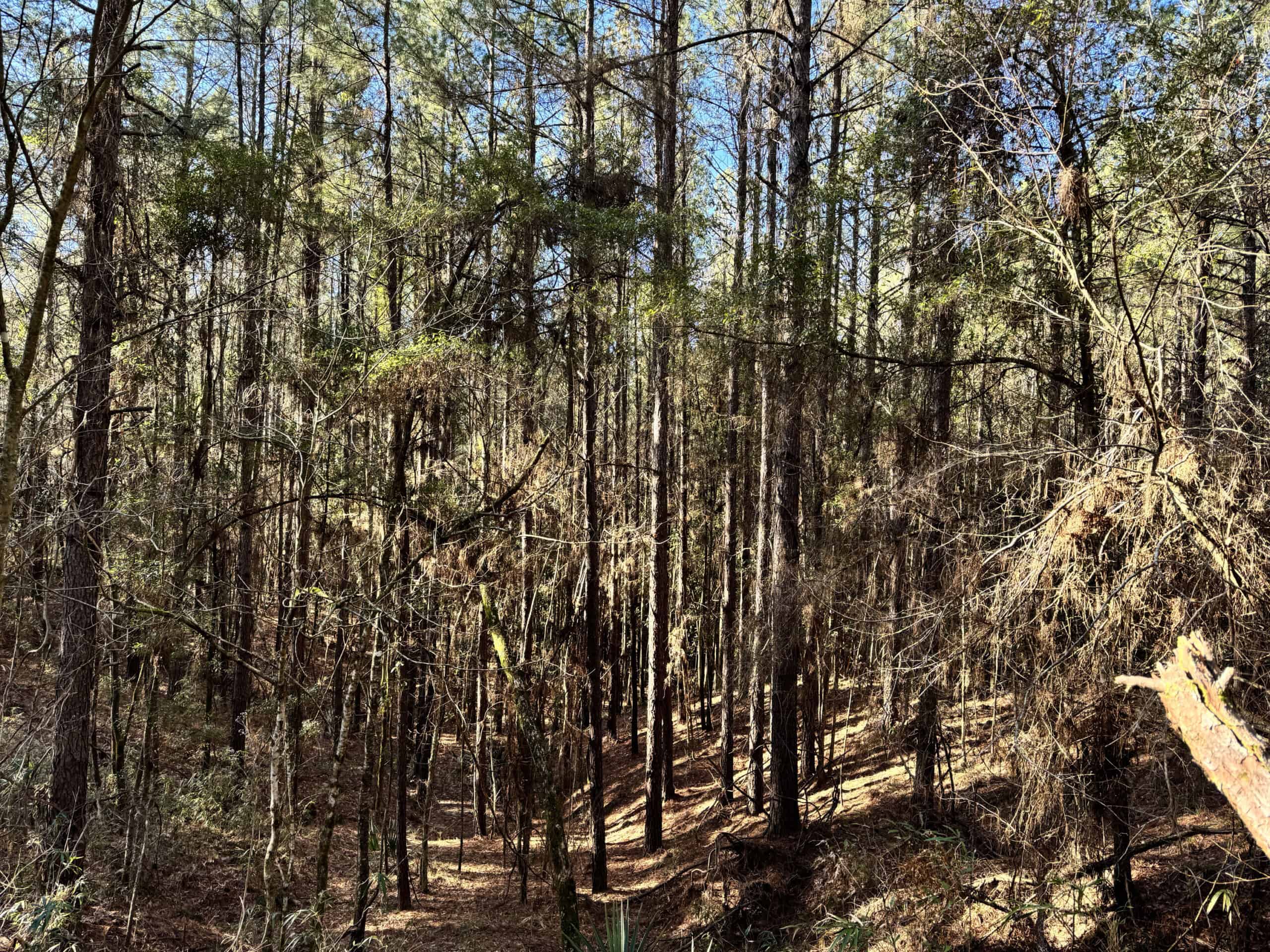 600 Acres Claiborne County Hunting Land Timber Investment