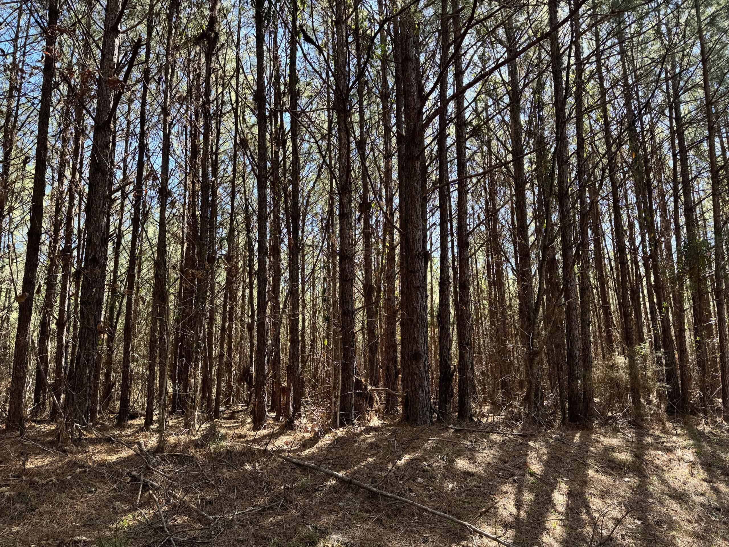600 Acres Claiborne County Hunting Land Timber Investment