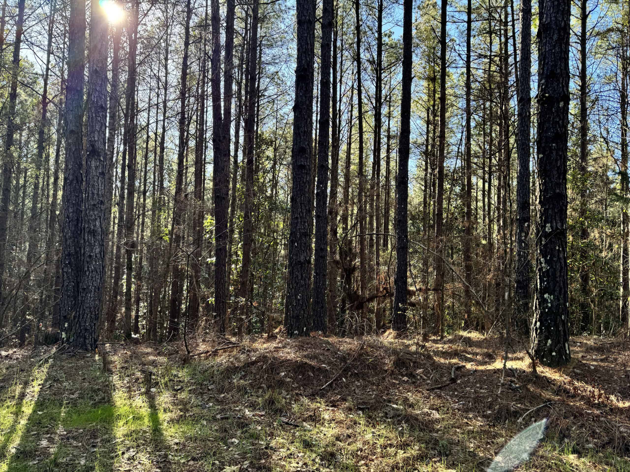 600 Acres Claiborne County Hunting Land Timber Investment