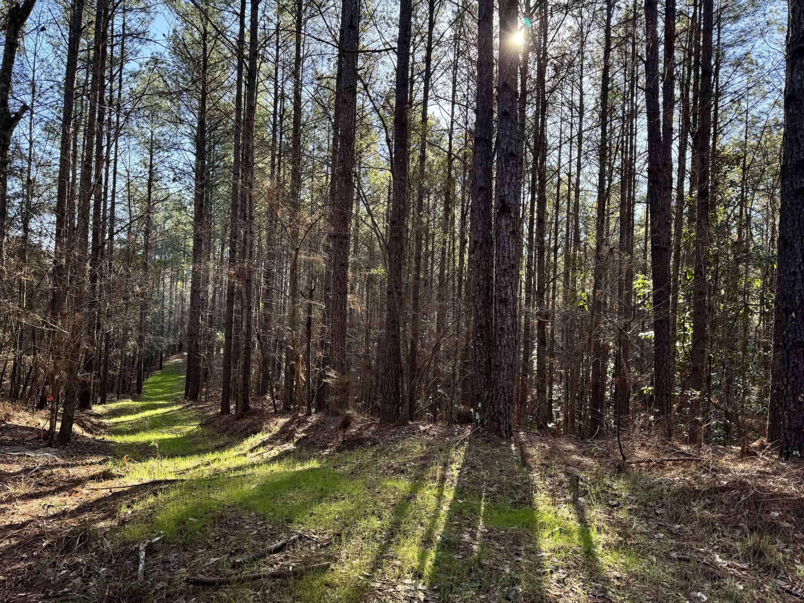 600 Acres Claiborne County Hunting Land Timber Investment