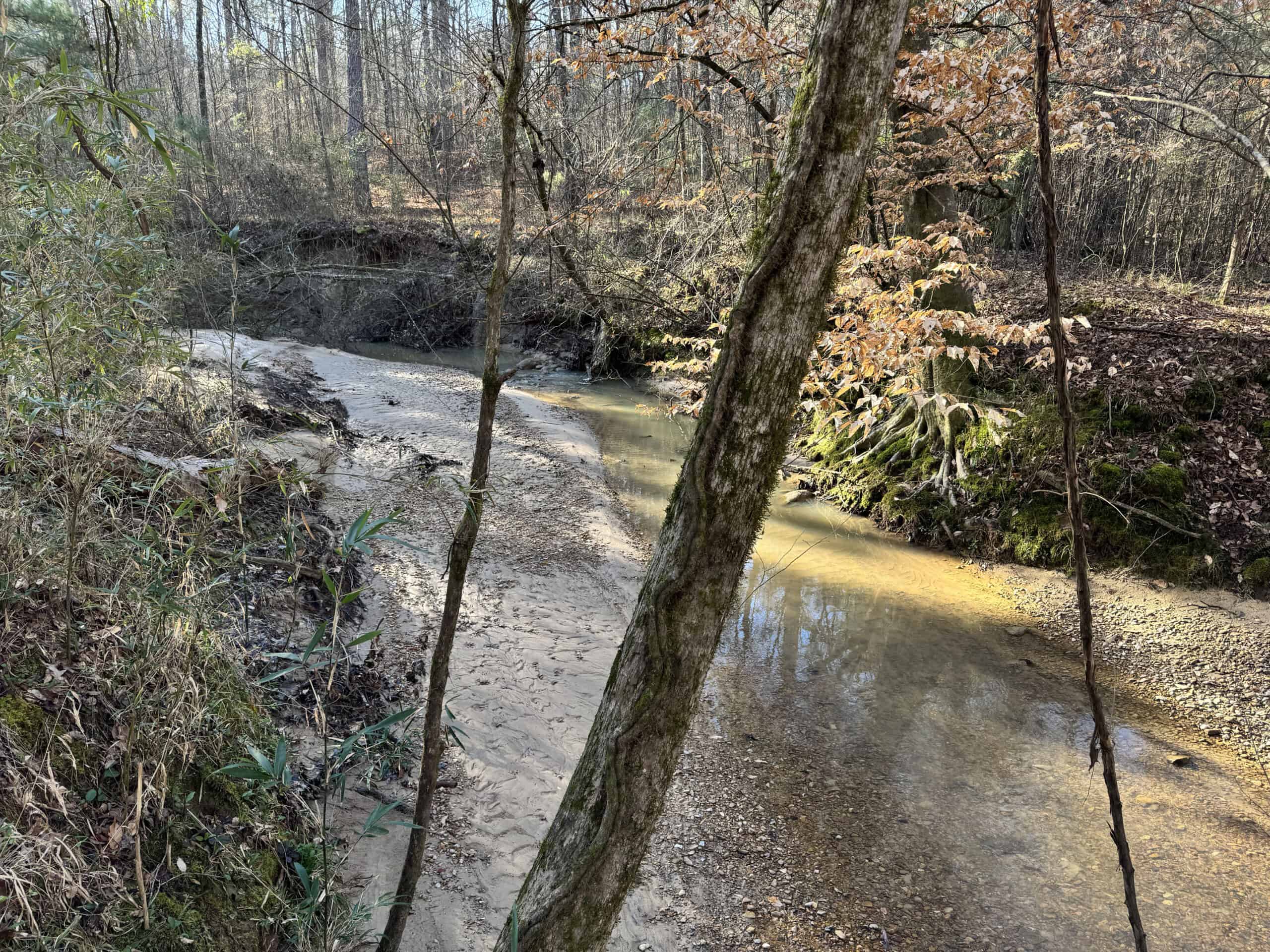 600 Acres Claiborne County Hunting Land Timber Investment