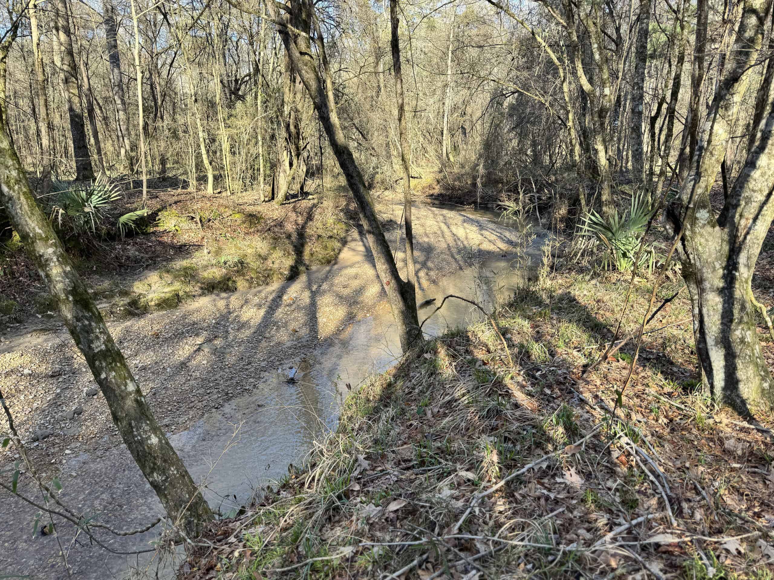 600 Acres Claiborne County Hunting Land Timber Investment