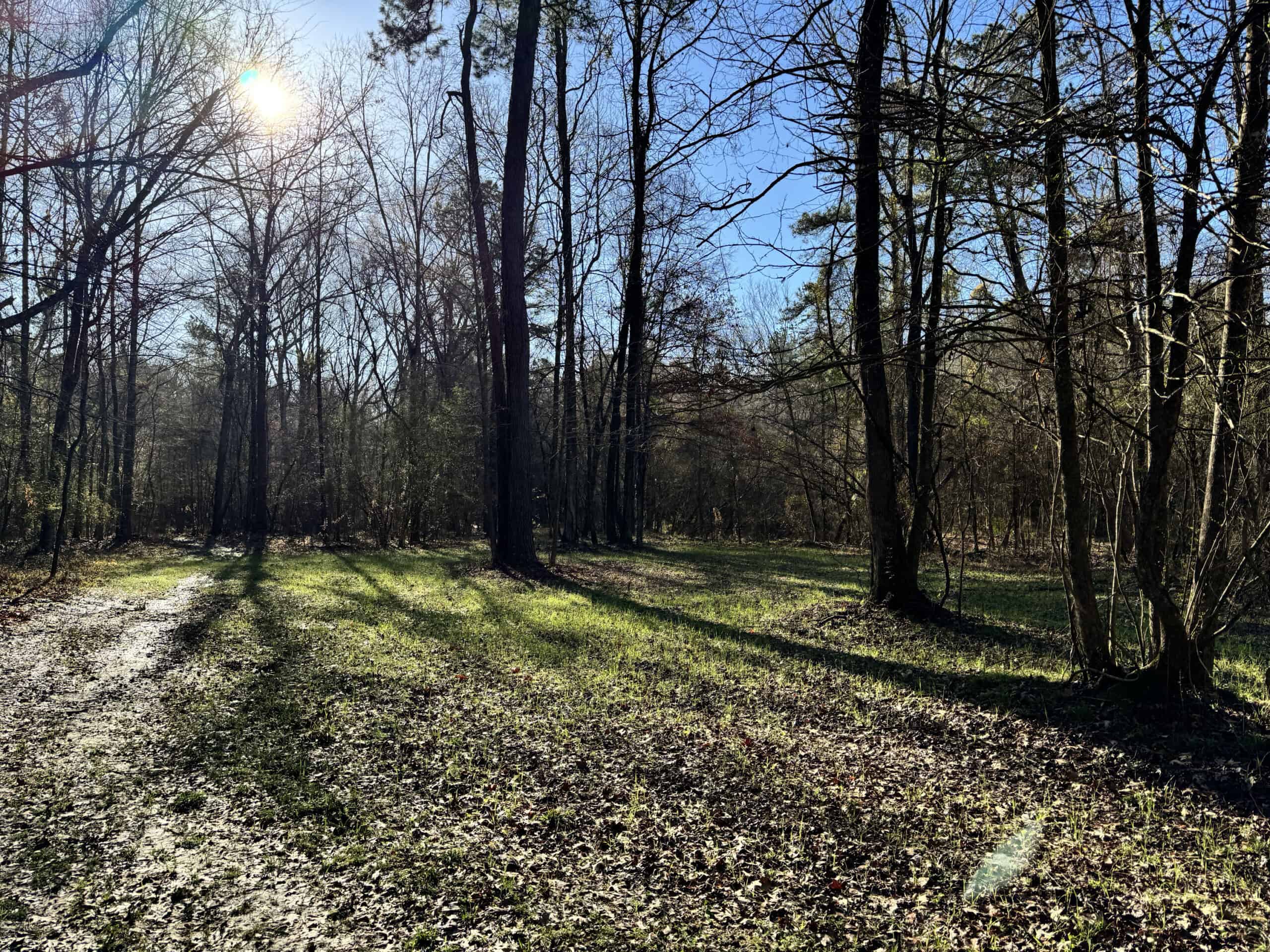 600 Acres Claiborne County Hunting Land Timber Investment