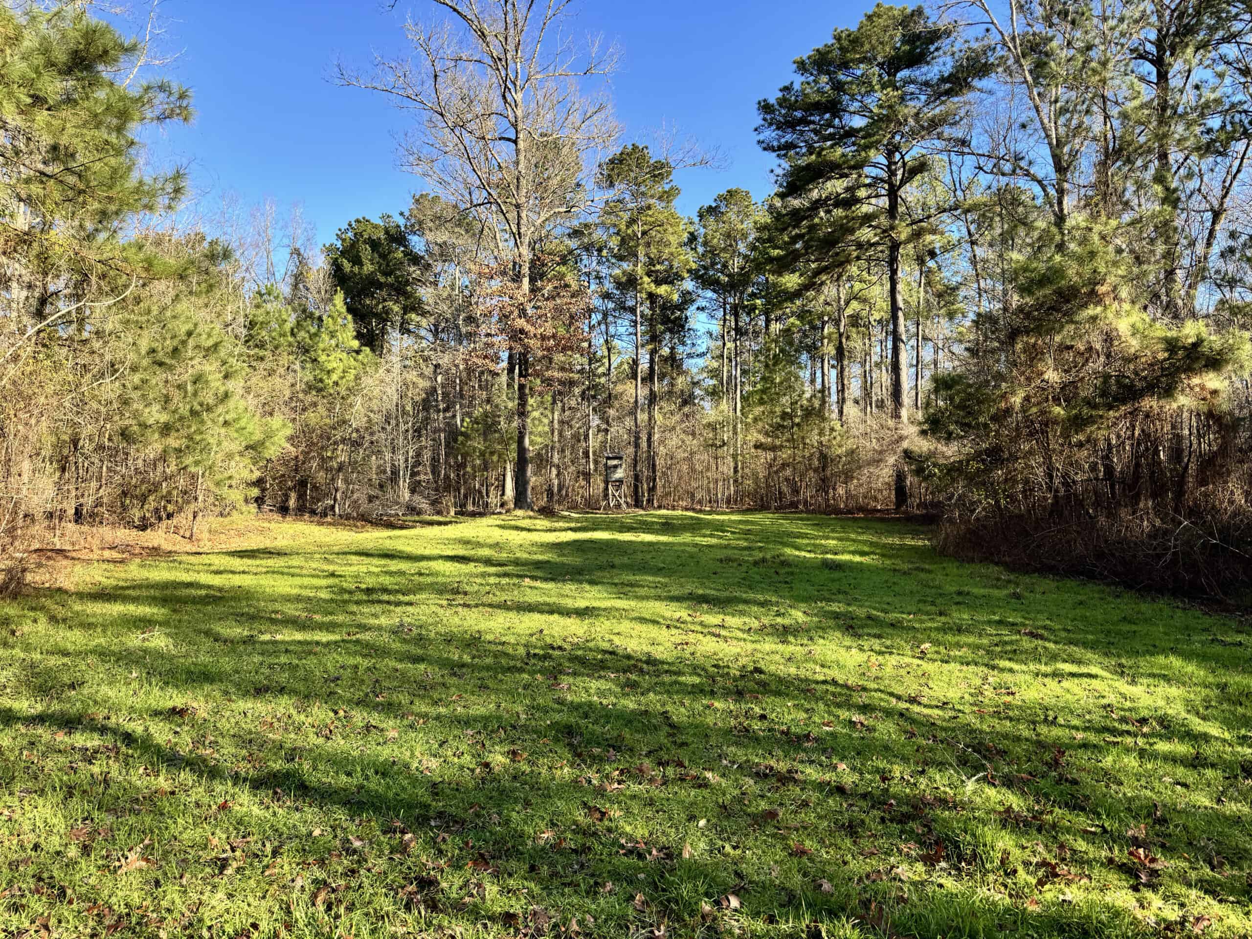 600 Acres Claiborne County Hunting Land Timber Investment