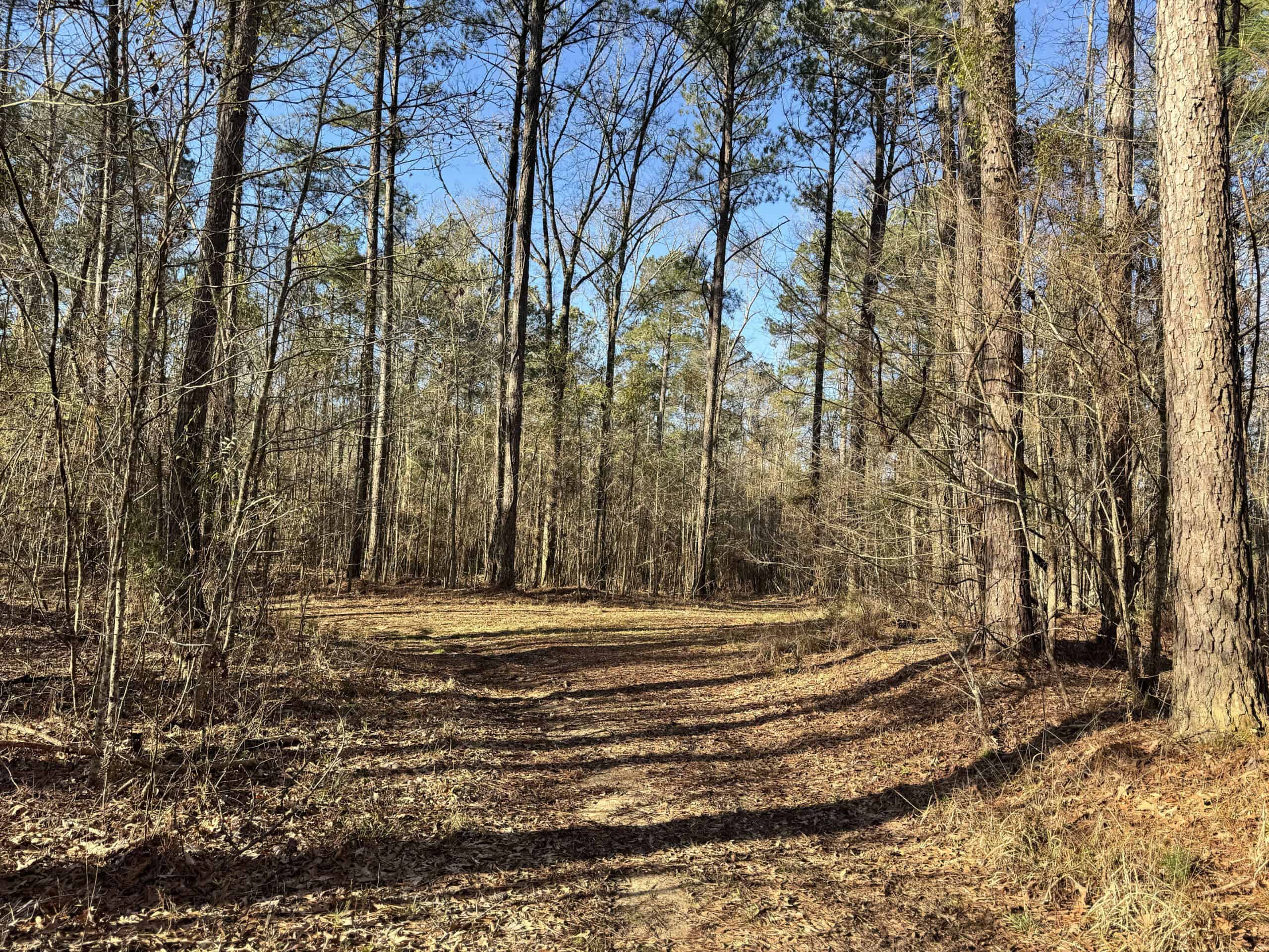 600 Acres Claiborne County Hunting Land Timber Investment
