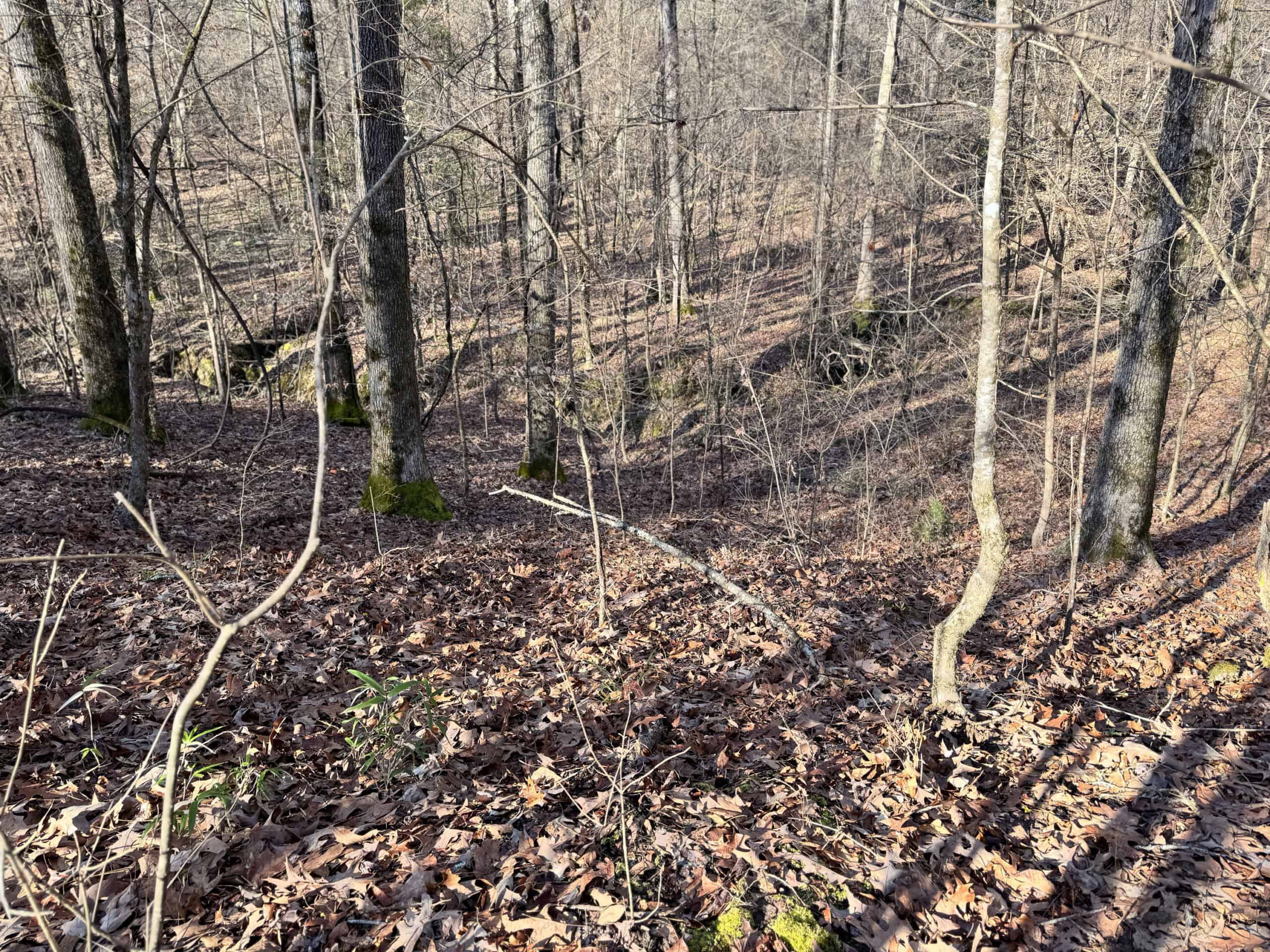 600 Acres Claiborne County Hunting Land Timber Investment