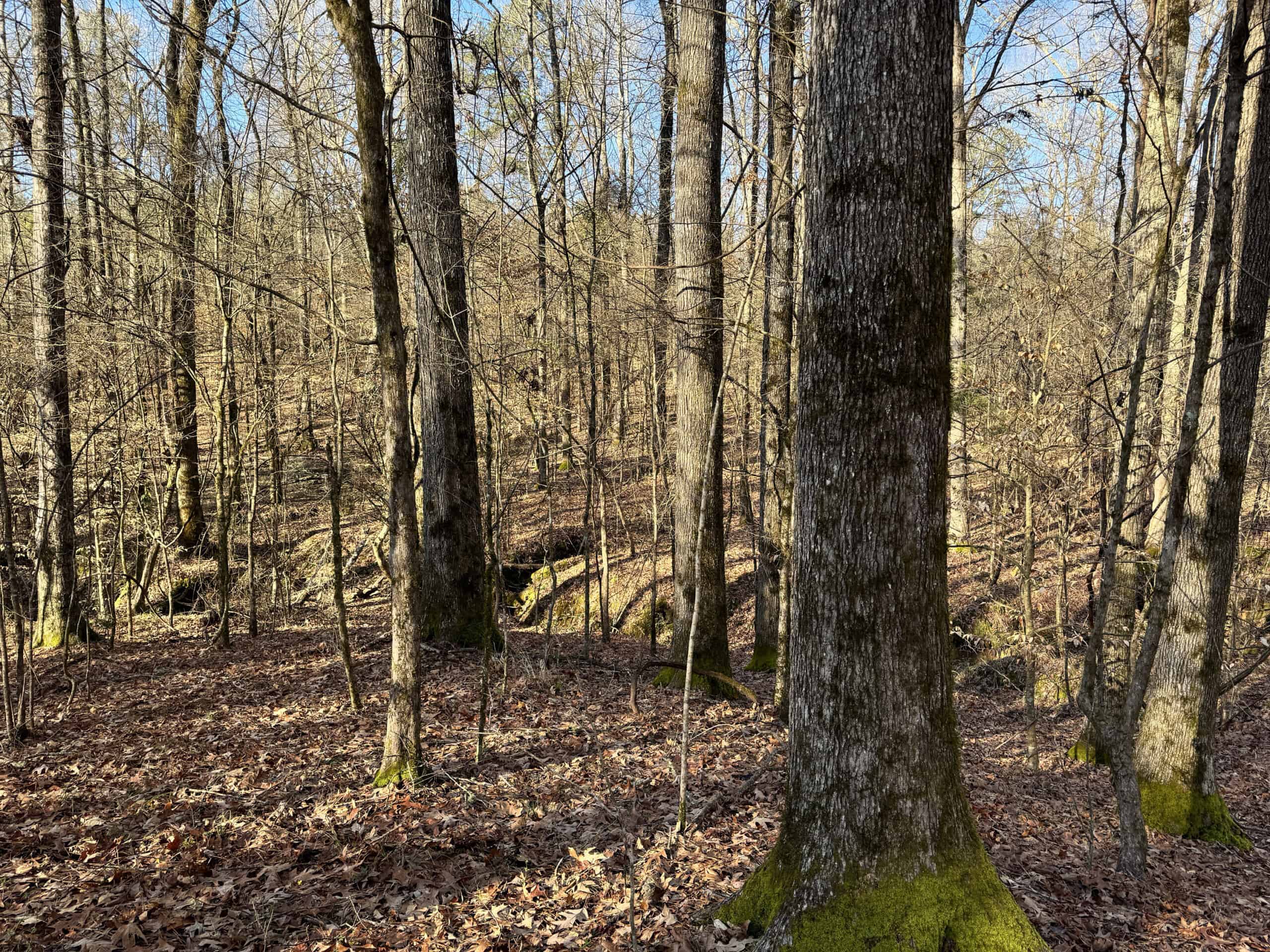 600 Acres Claiborne County Hunting Land Timber Investment