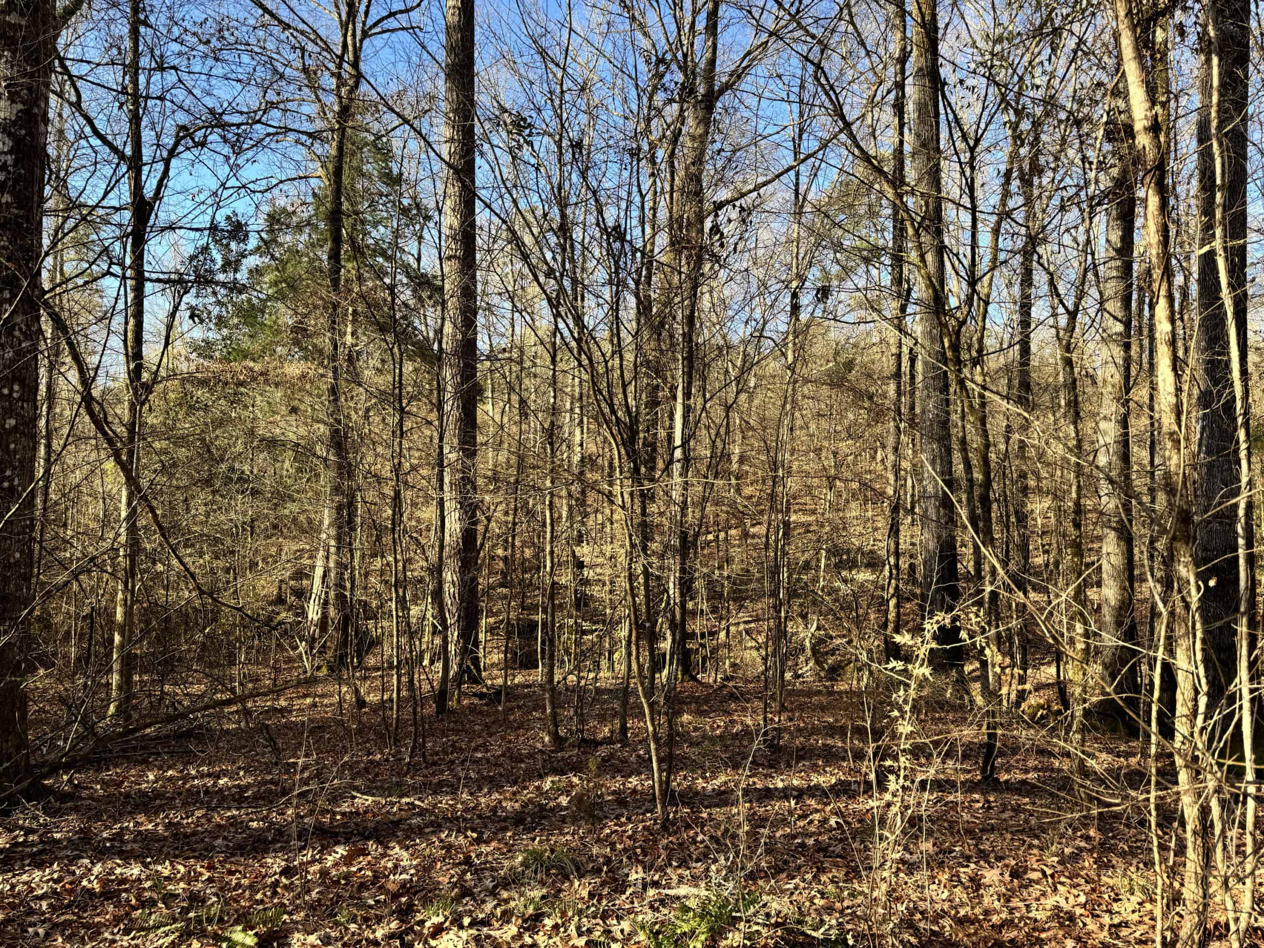 600 Acres Claiborne County Hunting Land Timber Investment