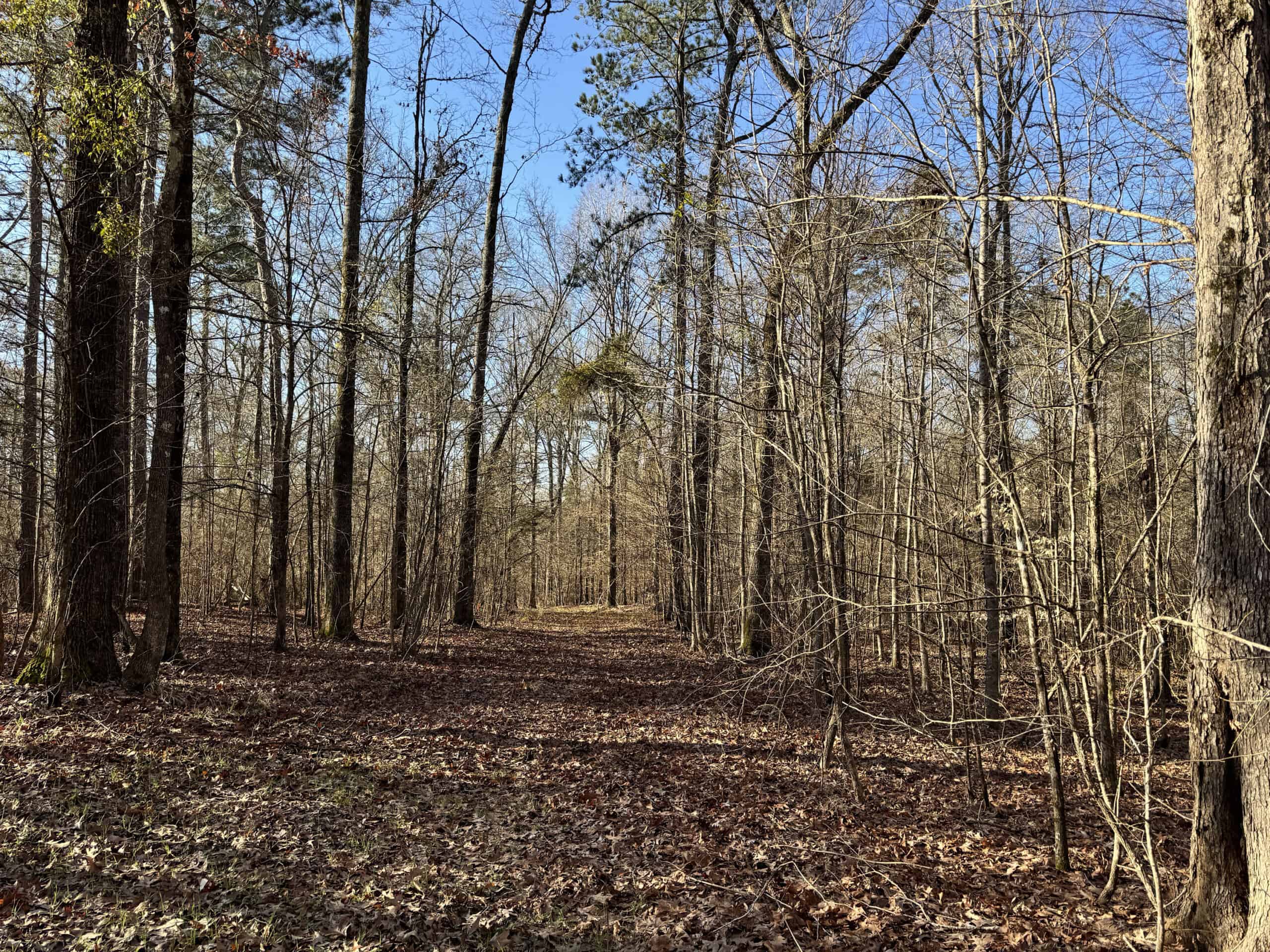 600 Acres Claiborne County Hunting Land Timber Investment