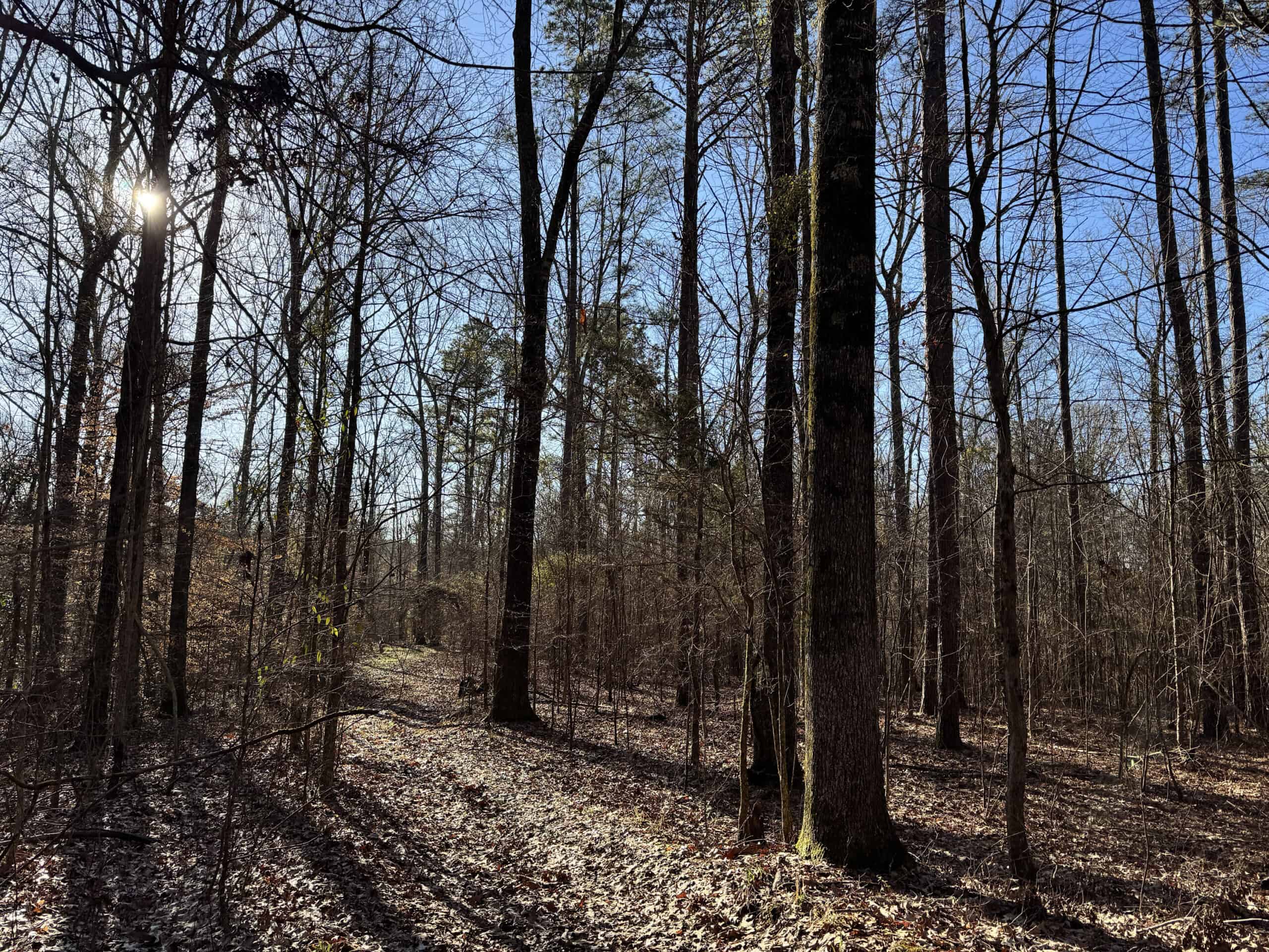 600 Acres Claiborne County Hunting Land Timber Investment