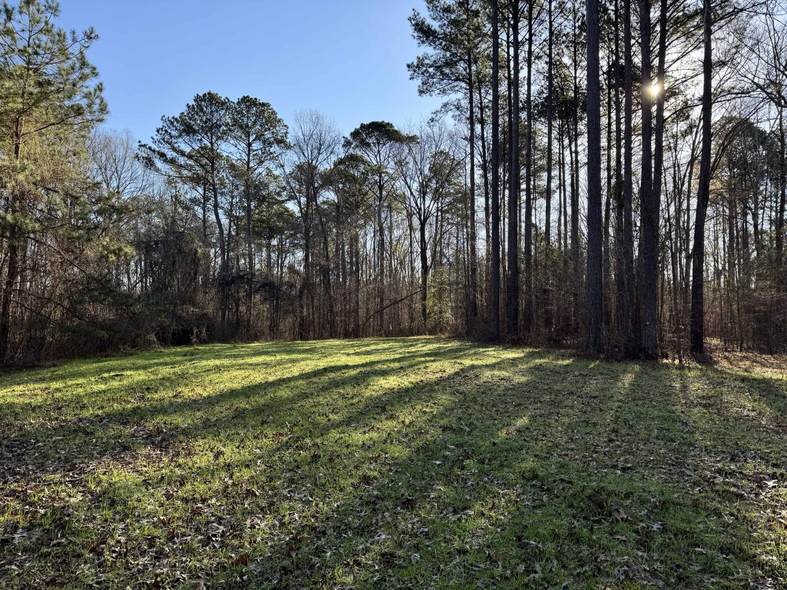 600 Acres Claiborne County Hunting Land Timber Investment