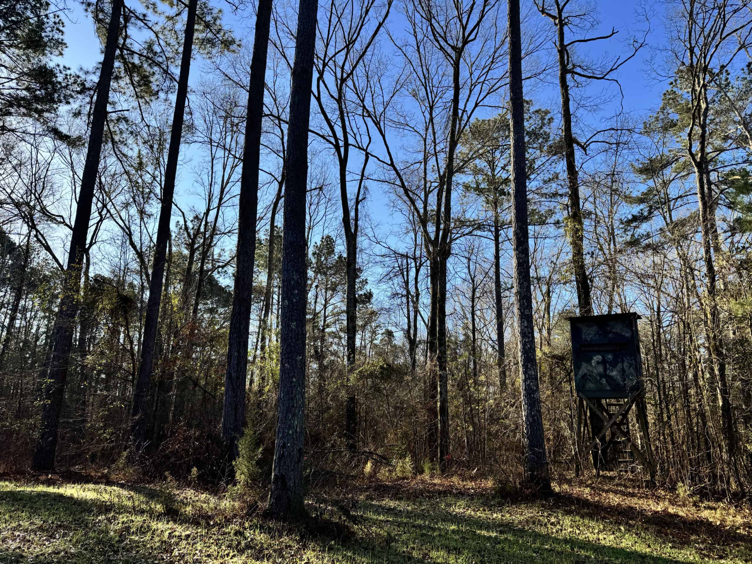 600 Acres Claiborne County Hunting Land Timber Investment
