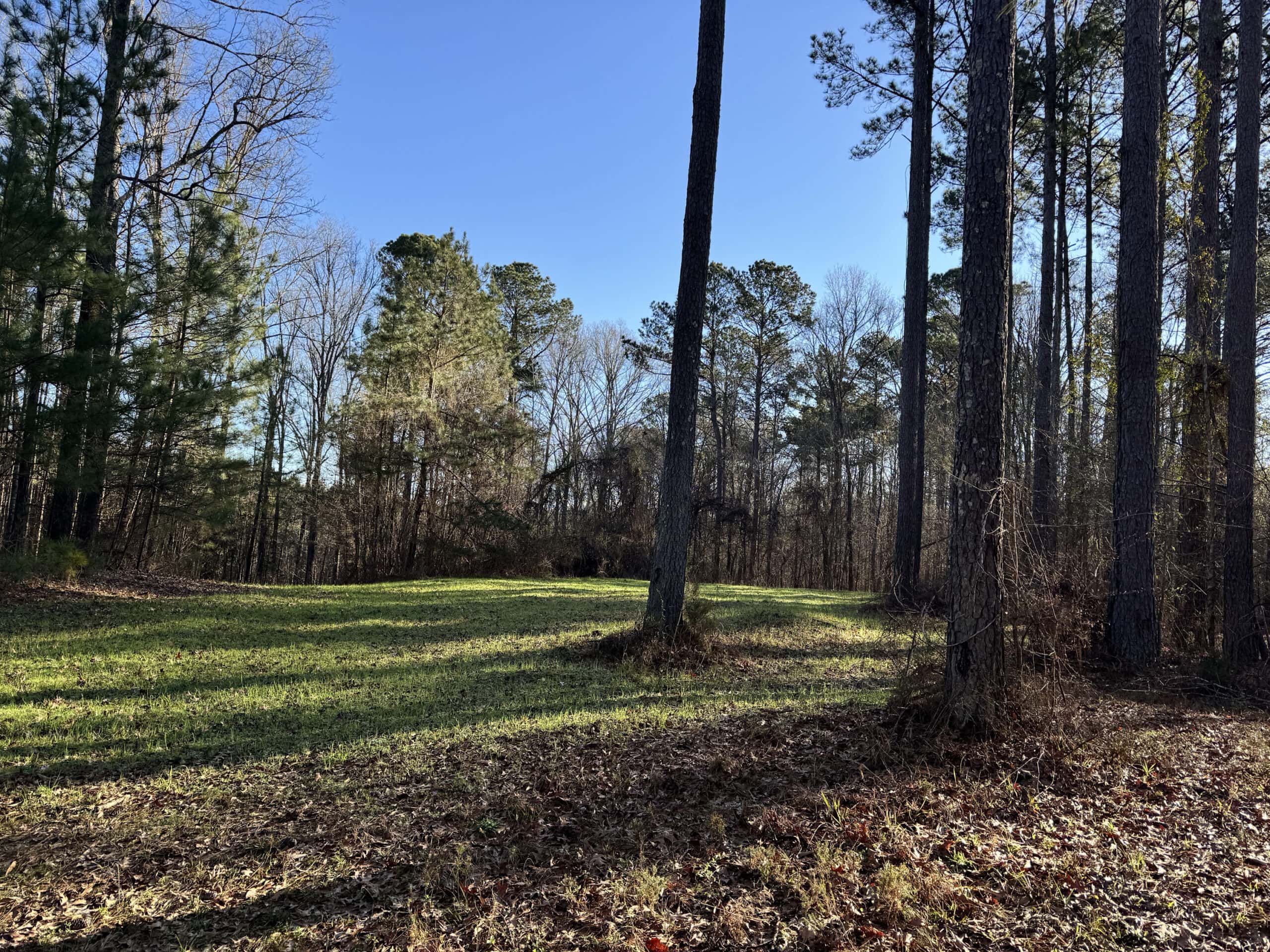 600 Acres Claiborne County Hunting Land Timber Investment