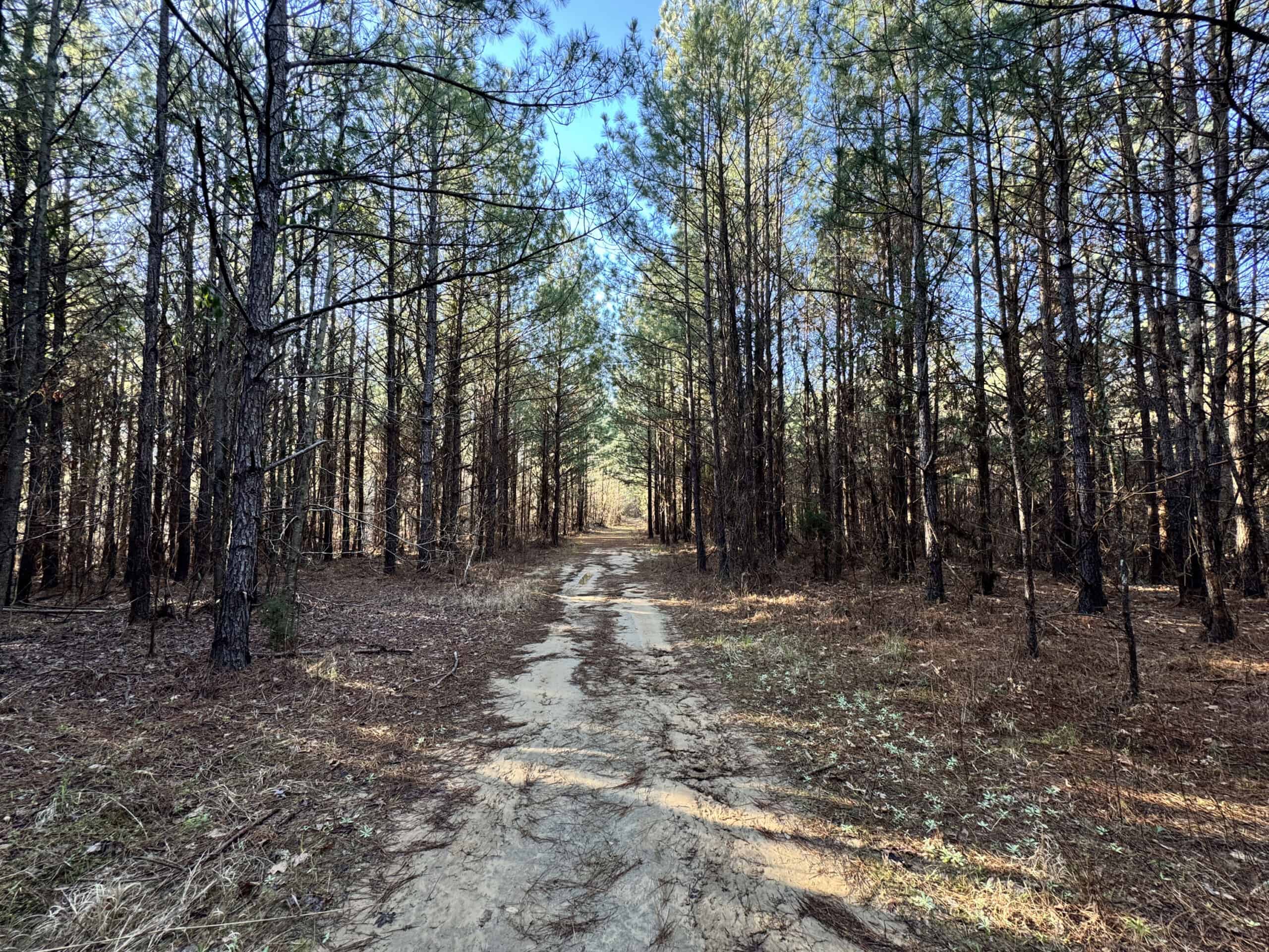 600 Acres Claiborne County Hunting Land Timber Investment