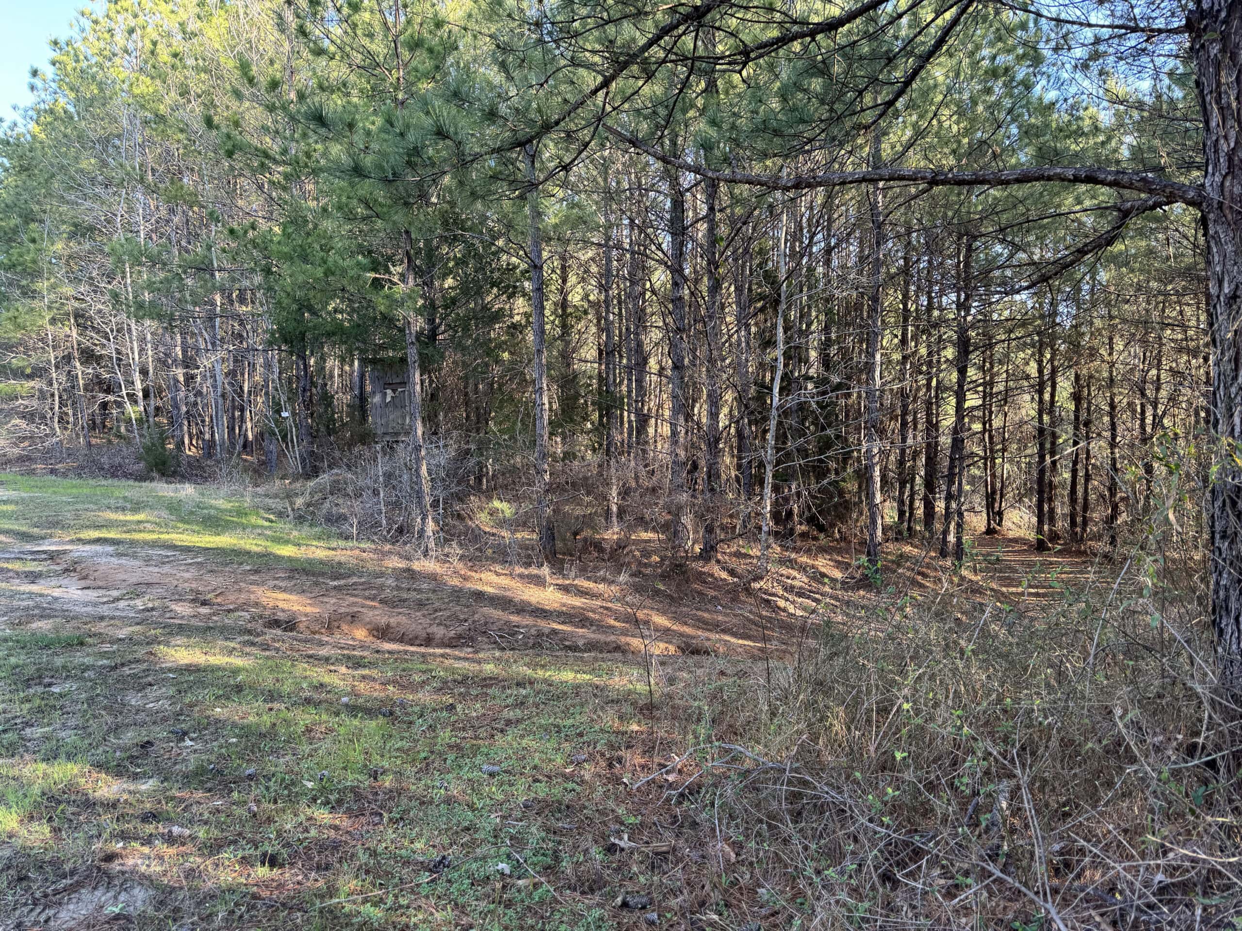 600 Acres Claiborne County Hunting Land Timber Investment