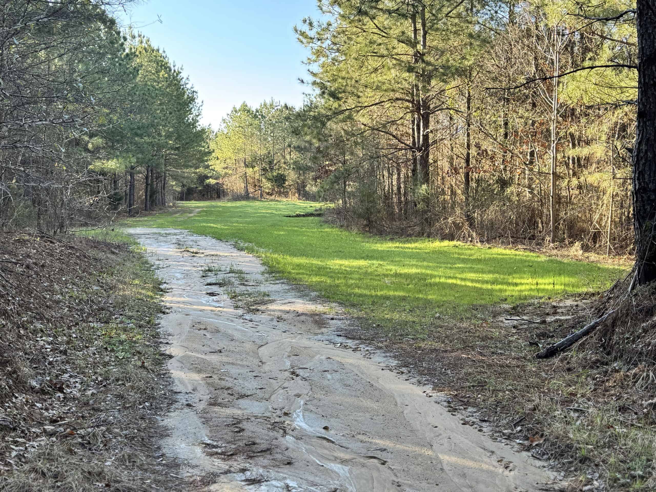 600 Acres Claiborne County Hunting Land Timber Investment