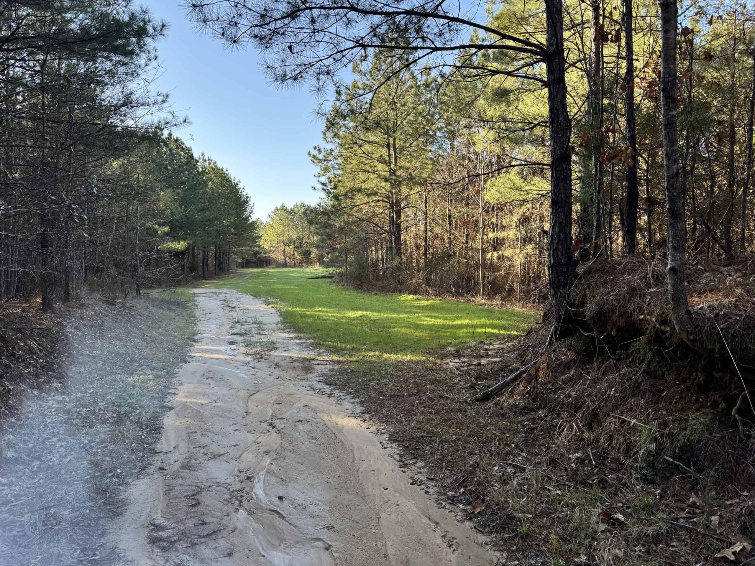 600 Acres Claiborne County Hunting Land Timber Investment