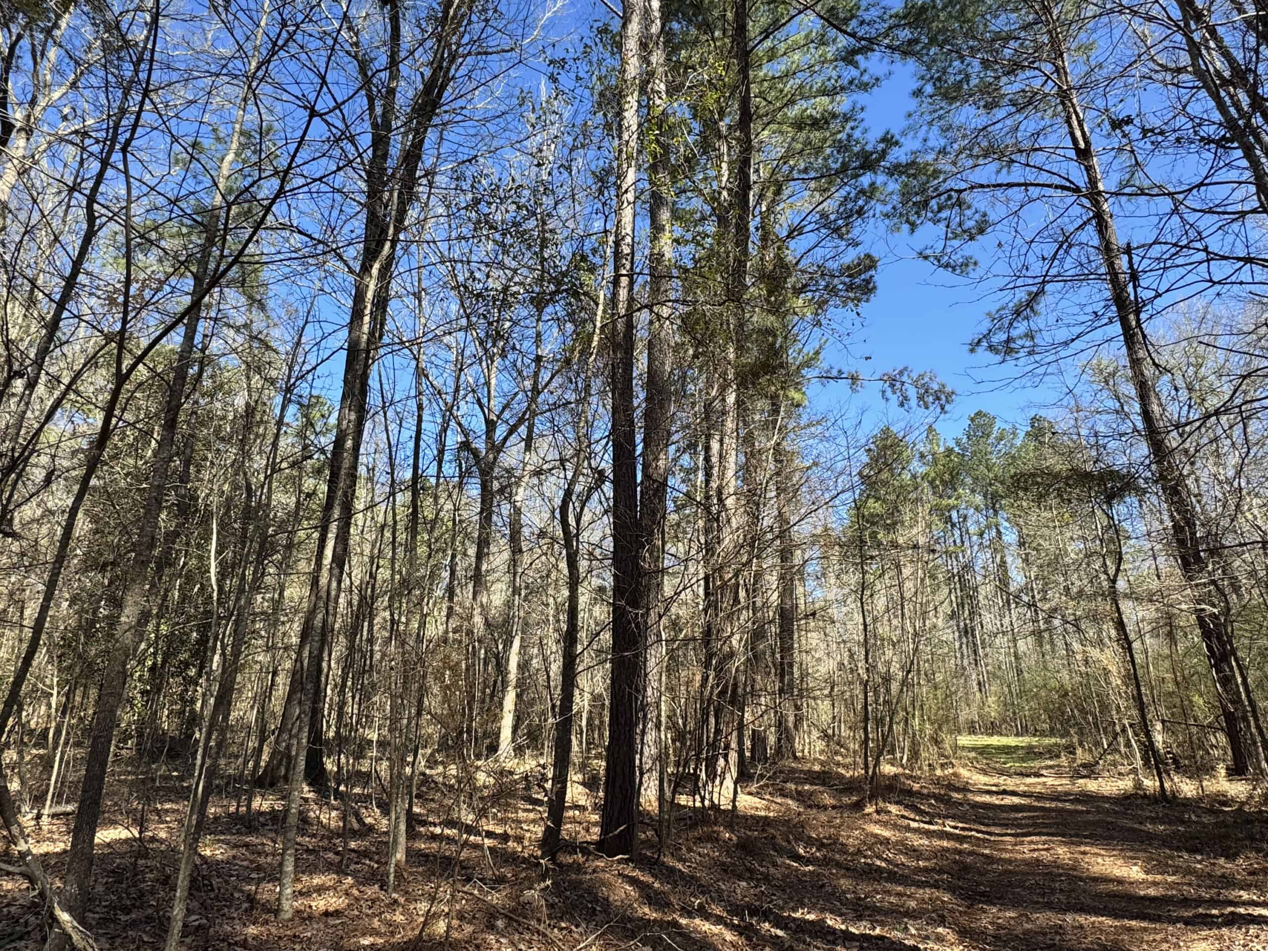 600 Acres Claiborne County Hunting Land Timber Investment
