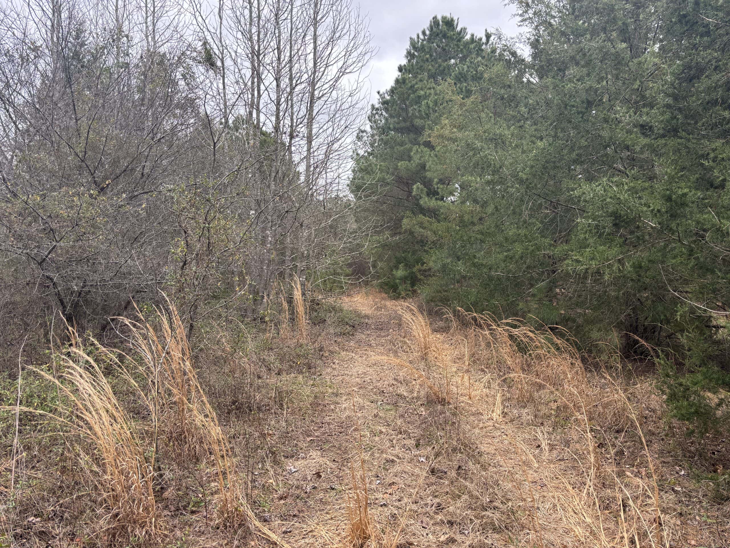 Secluded East Texas Hunting Land – Prime Deer & Waterfowl Property