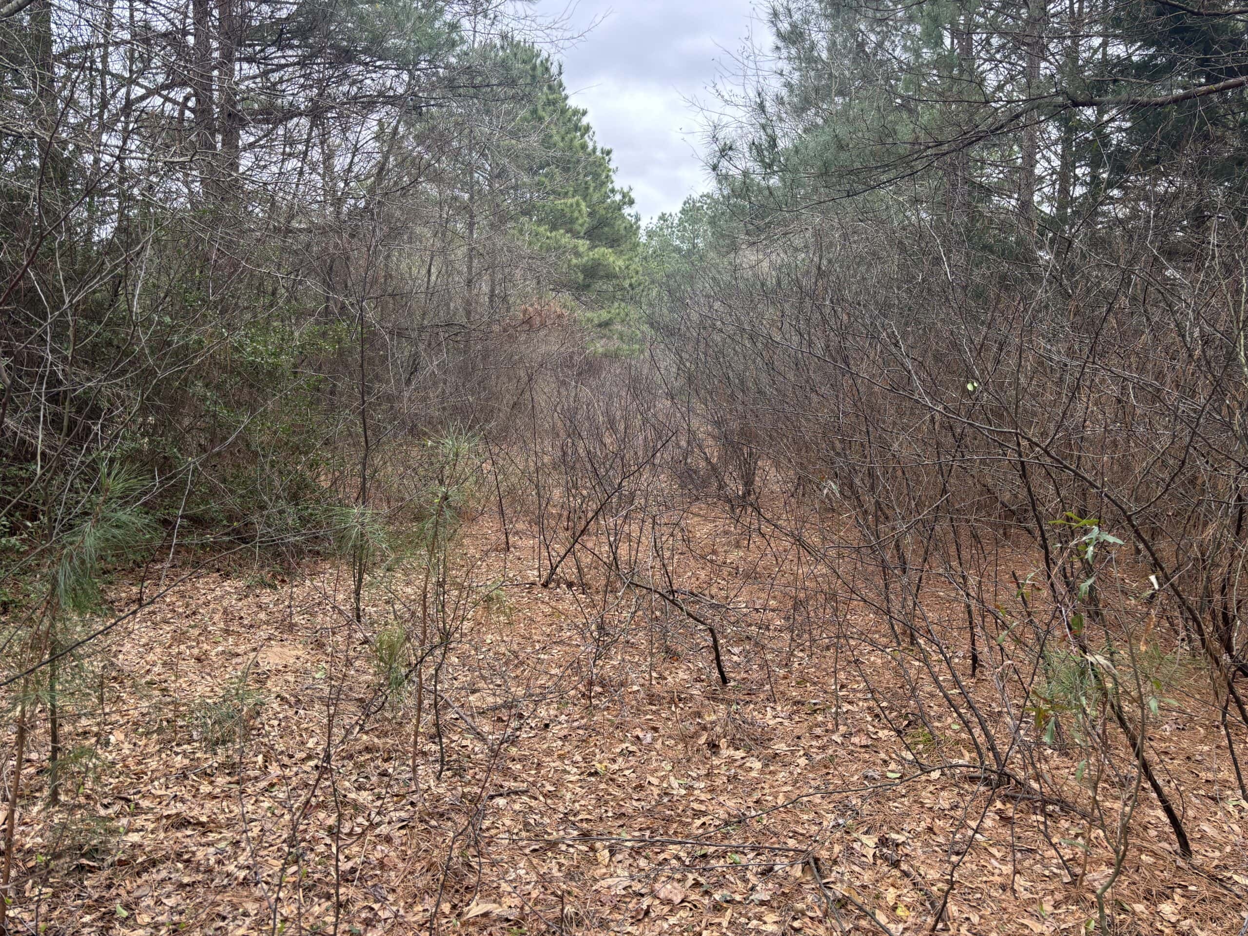 Secluded East Texas Hunting Land – Prime Deer & Waterfowl Property