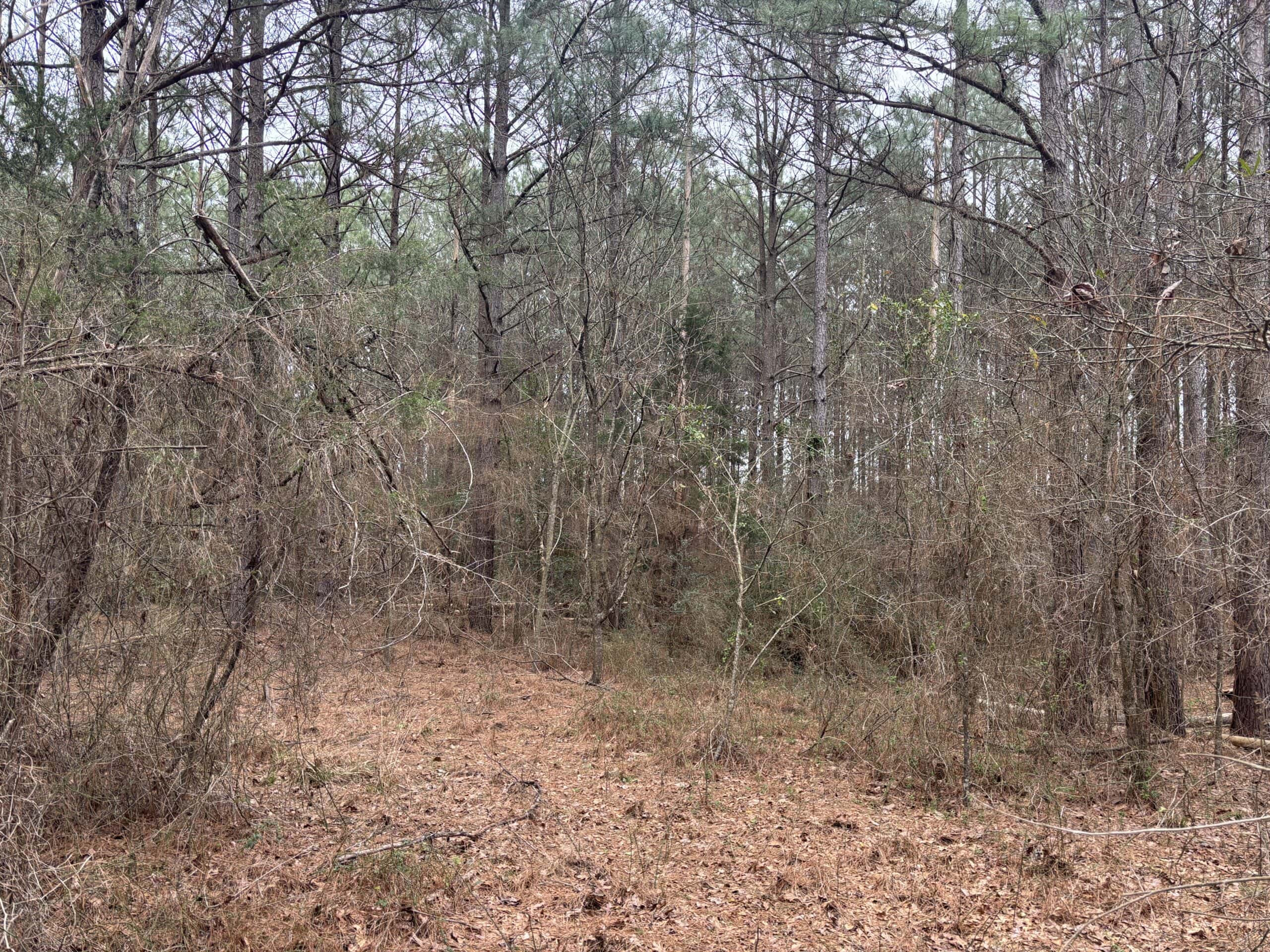 Secluded East Texas Hunting Land – Prime Deer & Waterfowl Property