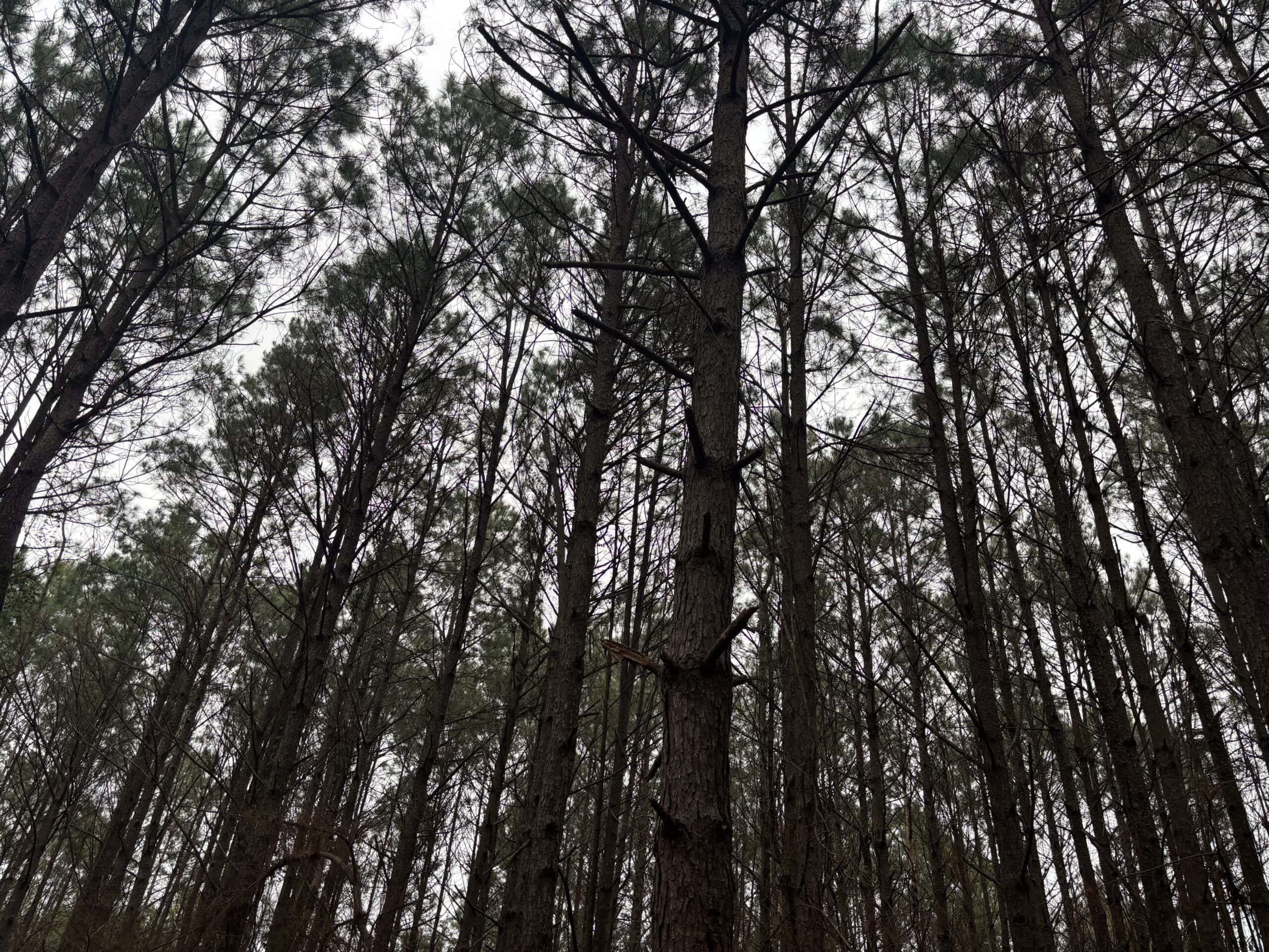 Secluded East Texas Hunting Land – Prime Deer & Waterfowl Property