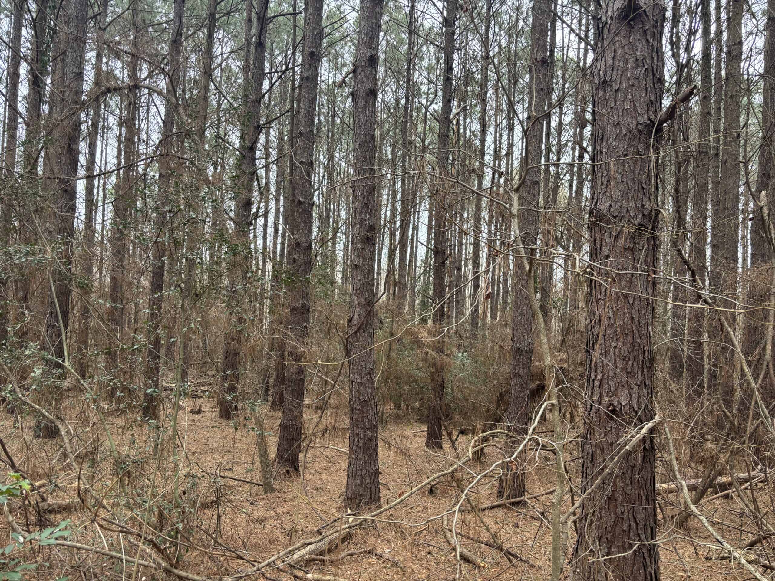 Secluded East Texas Hunting Land – Prime Deer & Waterfowl Property