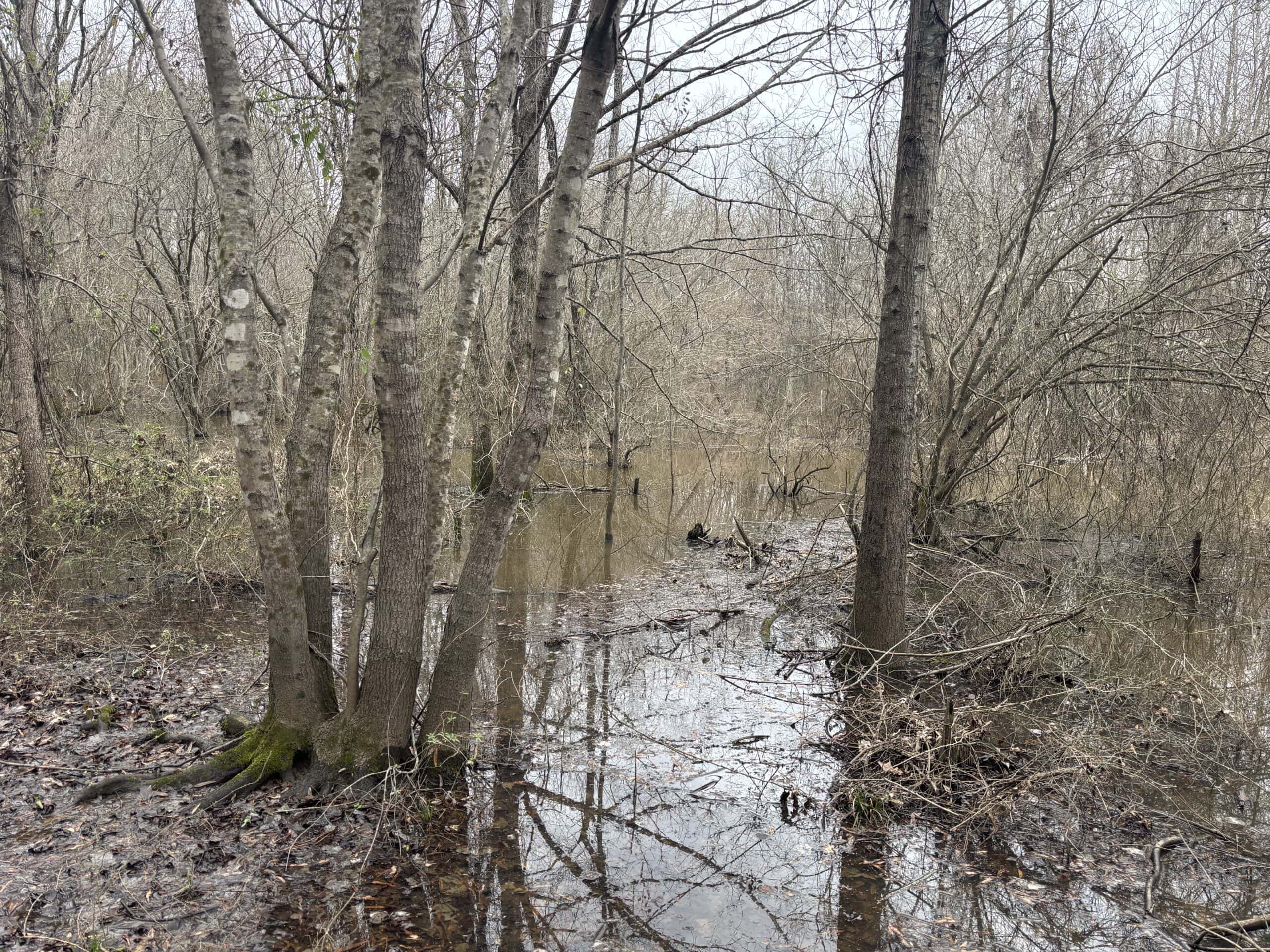 Secluded East Texas Hunting Land – Prime Deer & Waterfowl Property
