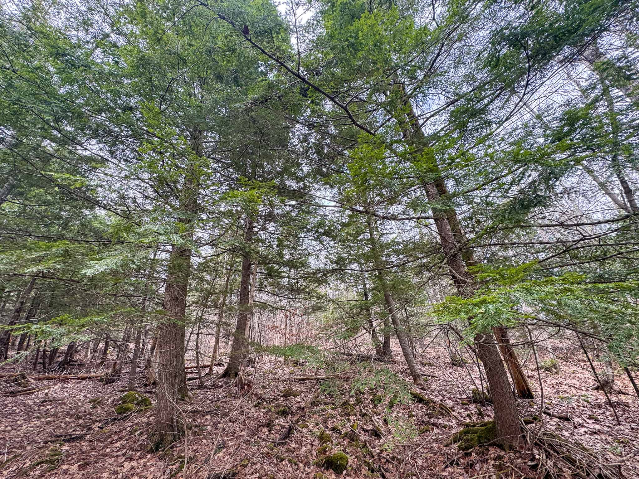 12 Acres with Potential in Monroe, Maine