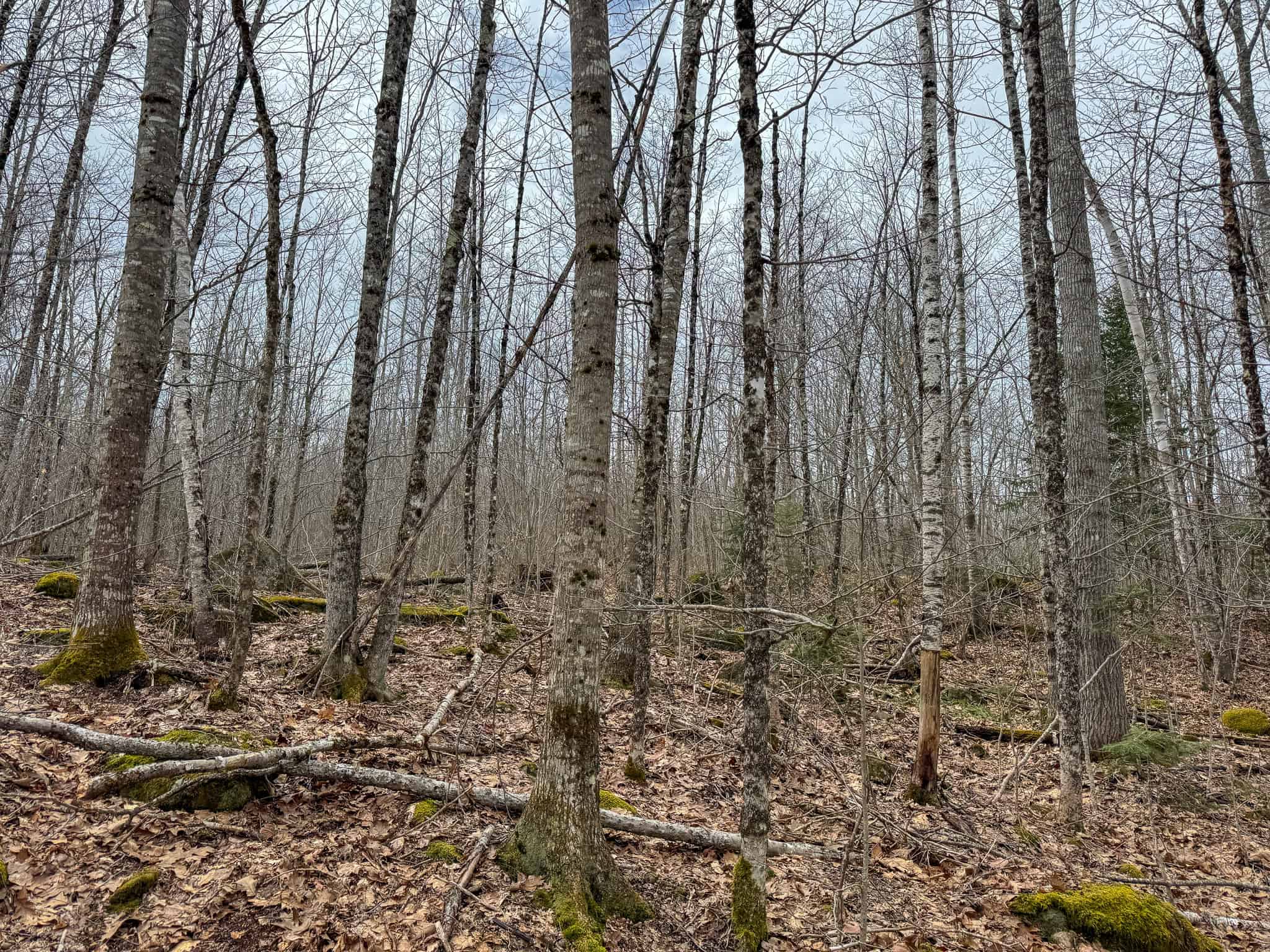 12 Acres with Potential in Monroe, Maine