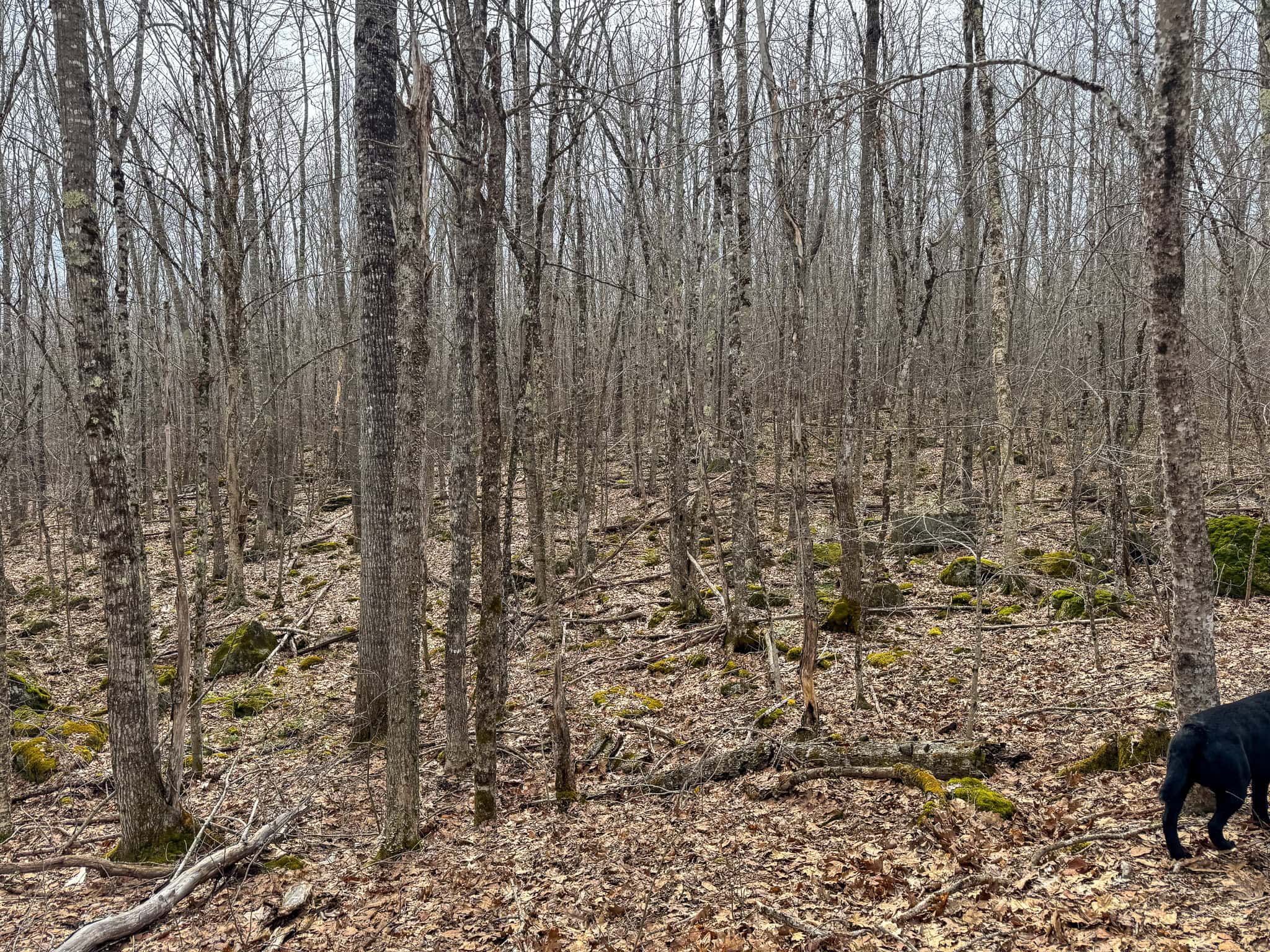 12 Acres with Potential in Monroe, Maine