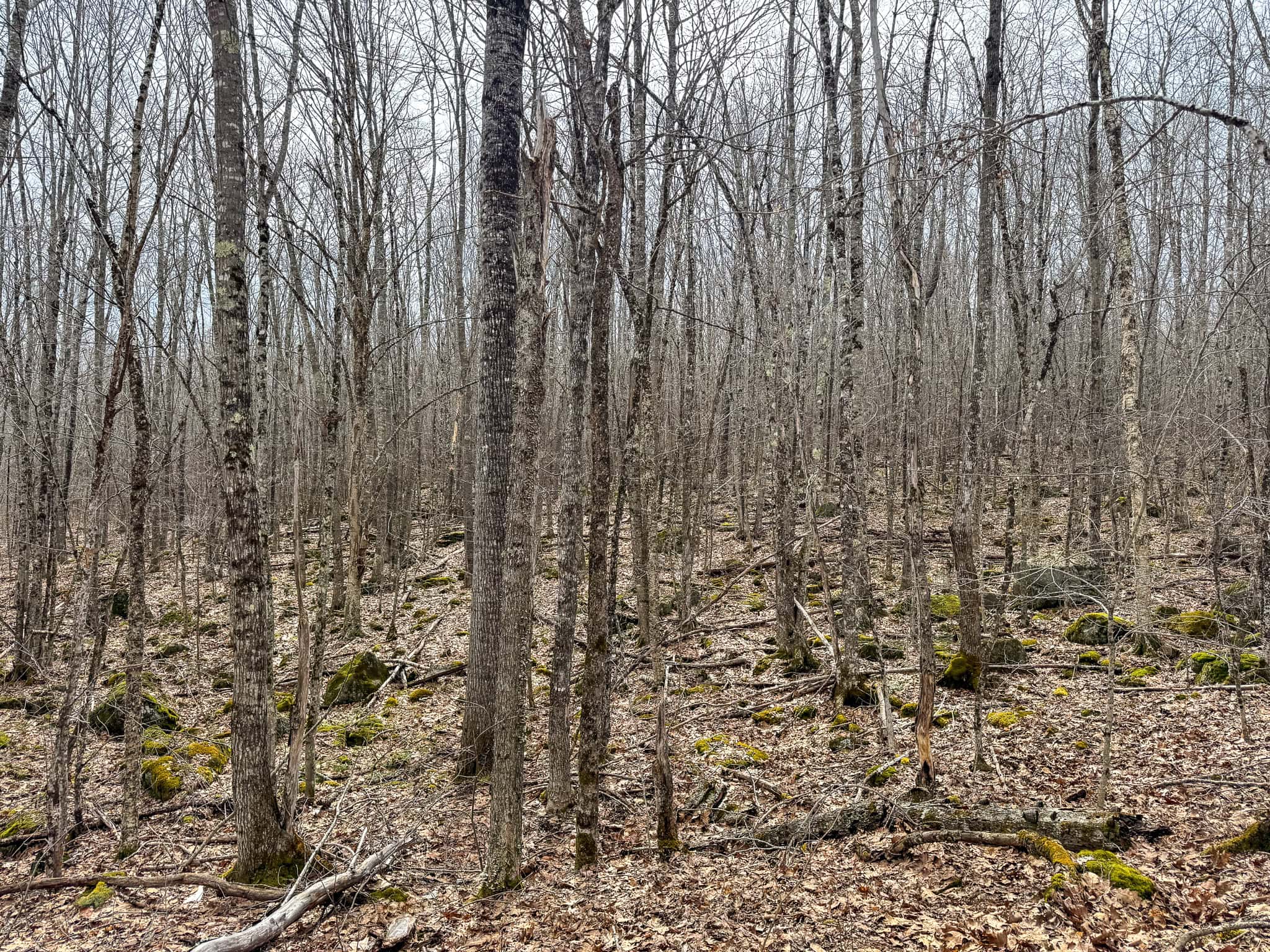 12 Acres with Potential in Monroe, Maine