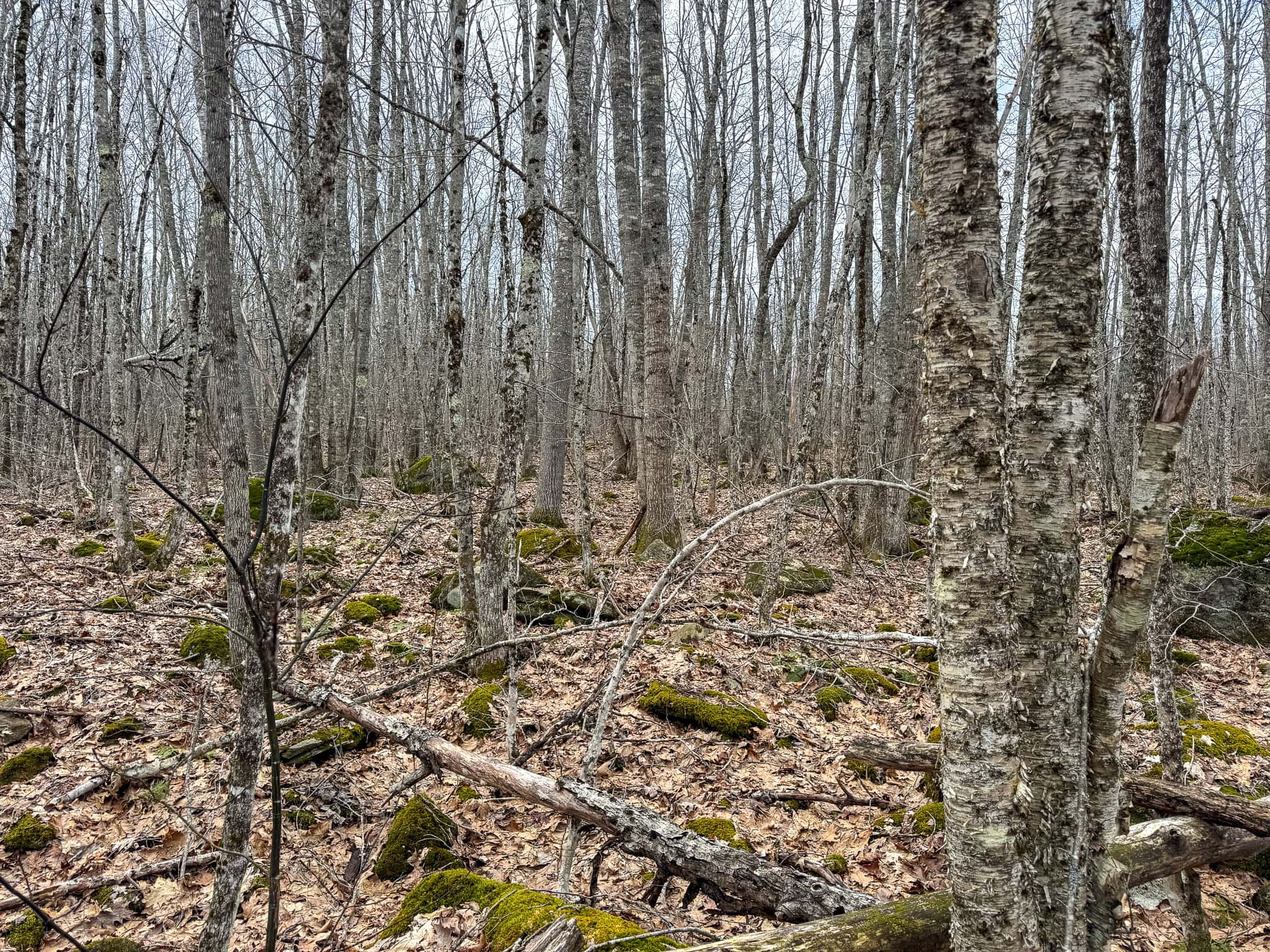 12 Acres with Potential in Monroe, Maine