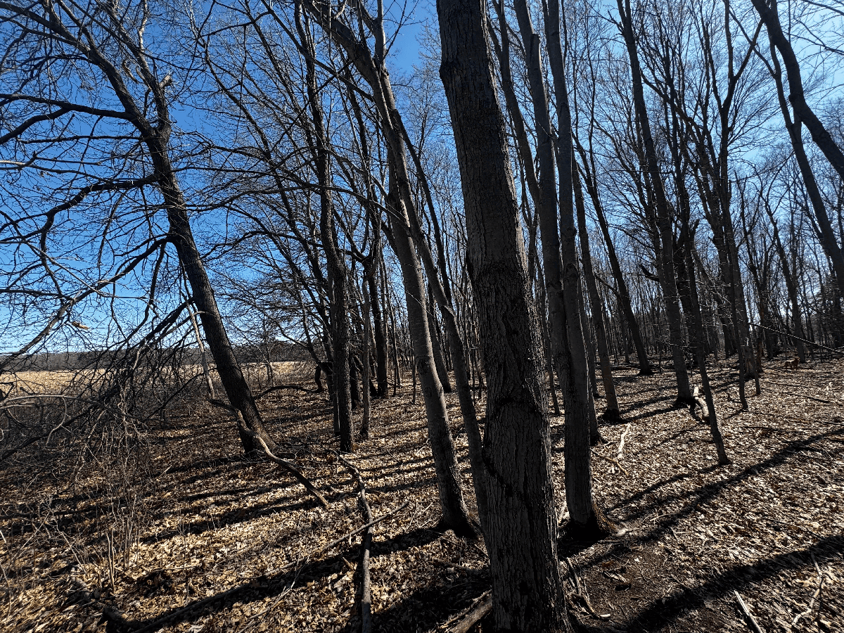 66.48 Acres located in the Town of Lewiston Columbia County