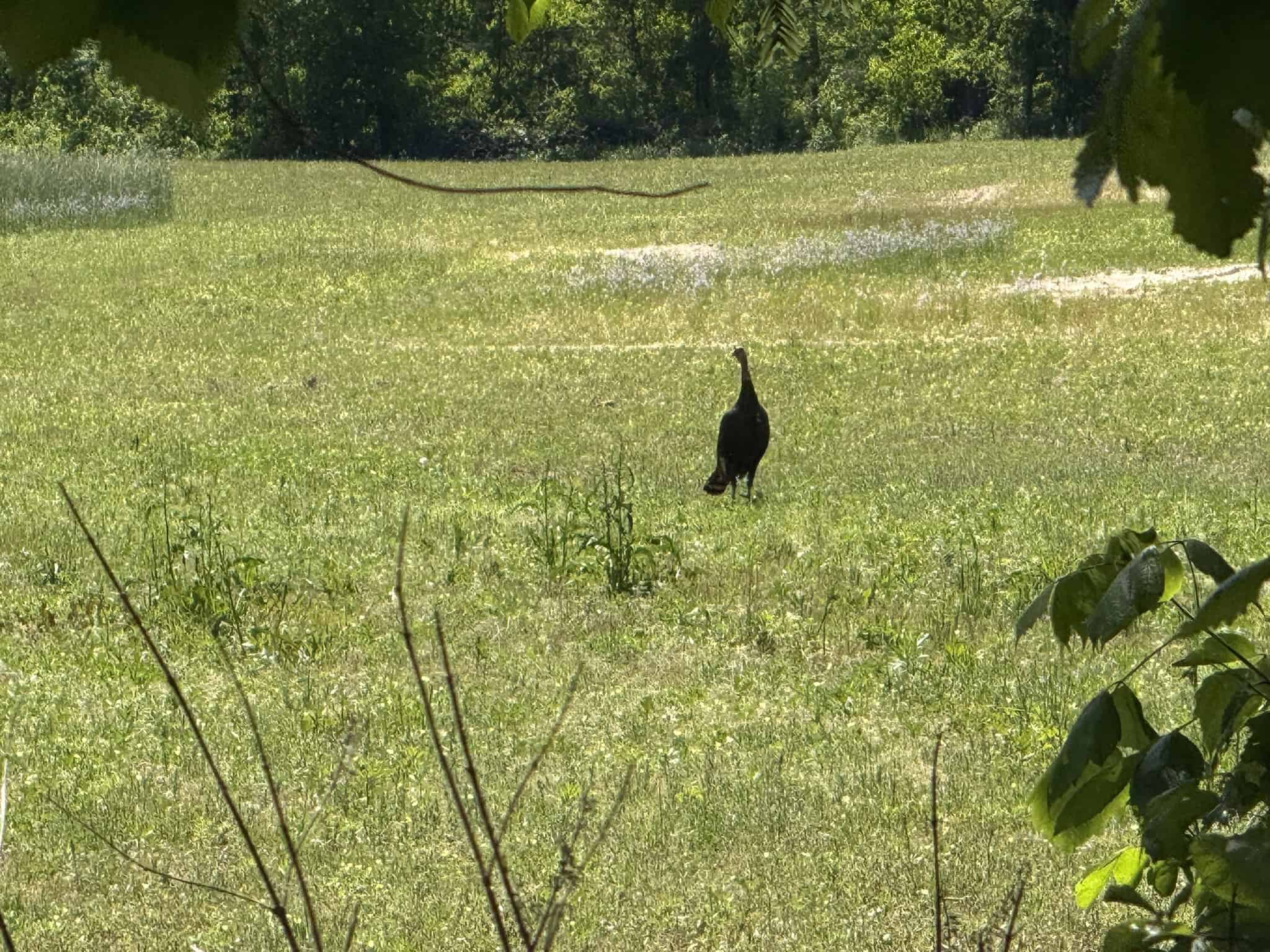 COUNTRY HOME AND LAND FOR SALE IN NORTH CENTRAL ARKANSAS