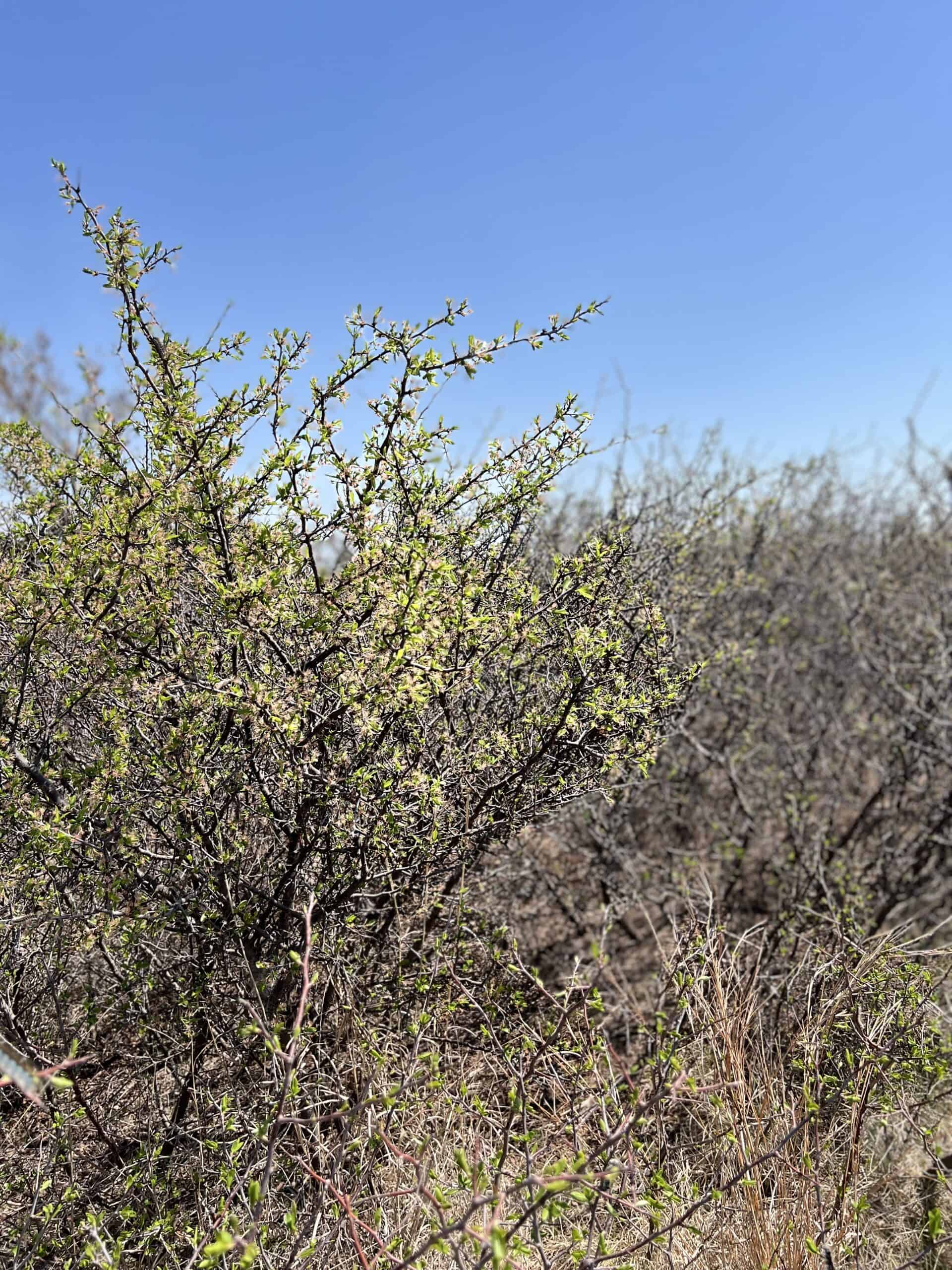 578± Acres – Premier Hunting & Recreational Ranch in Barber County, Kansas
