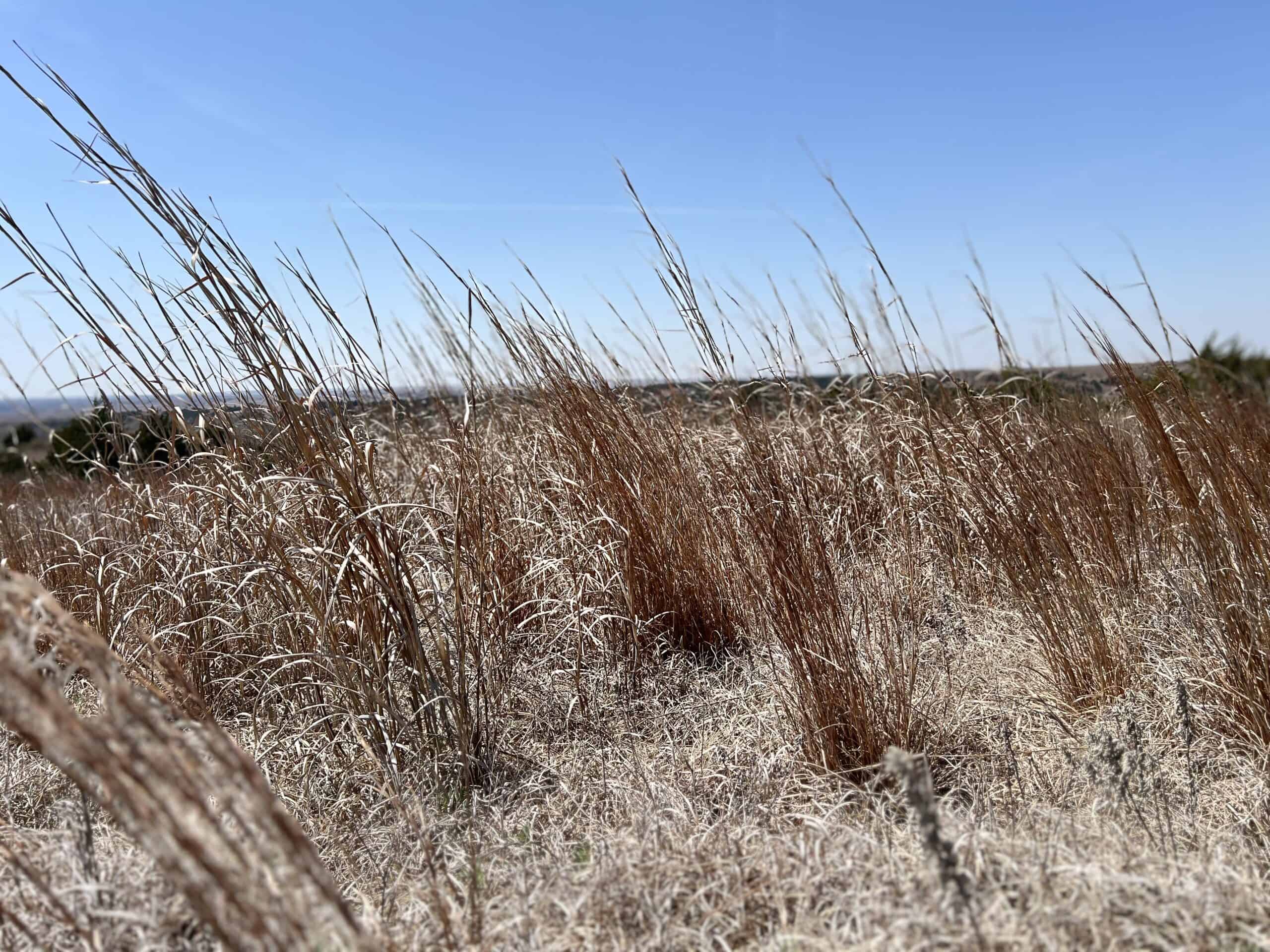578± Acres – Premier Hunting & Recreational Ranch in Barber County, Kansas