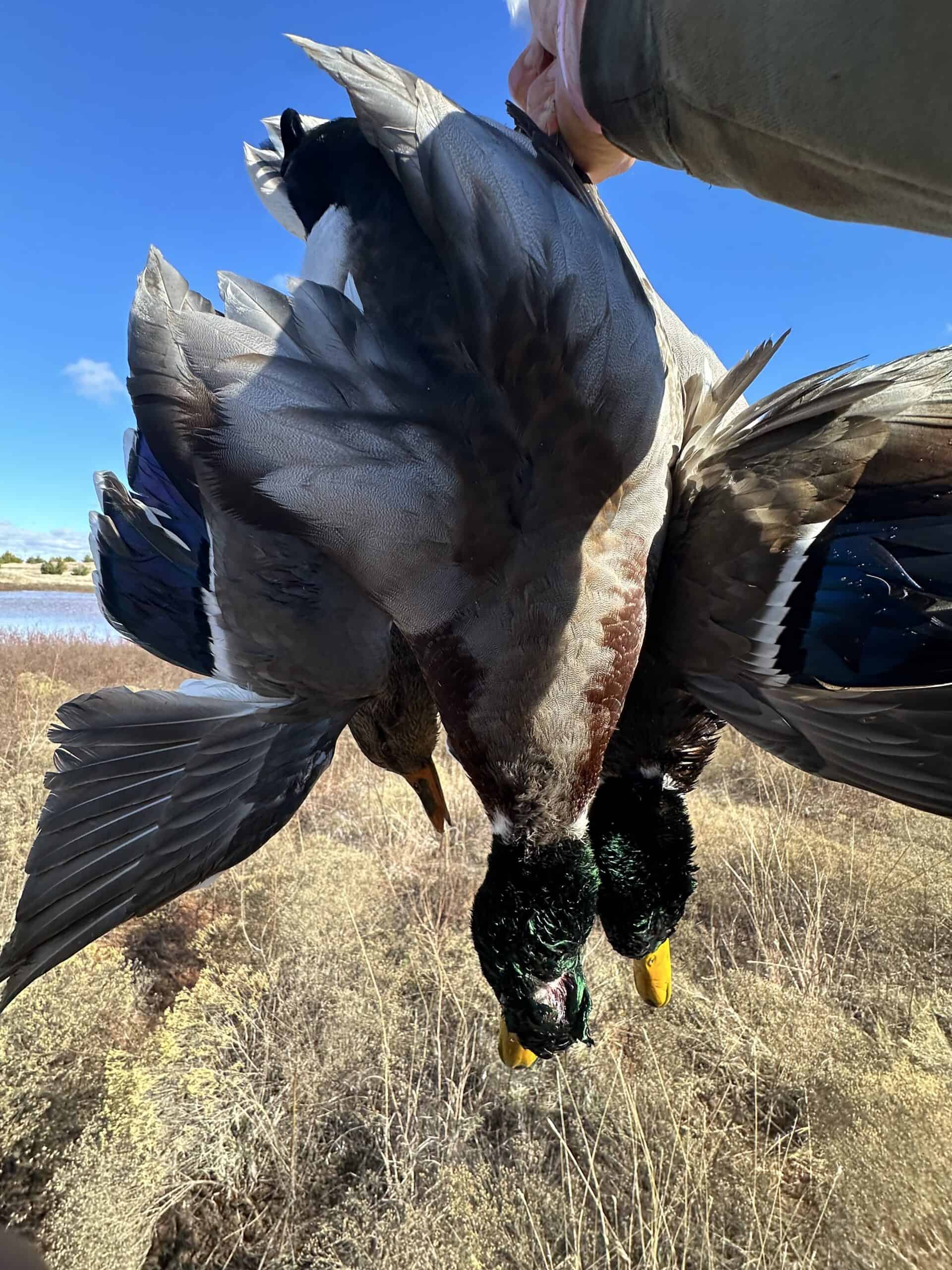 578± Acres – Premier Hunting & Recreational Ranch in Barber County, Kansas