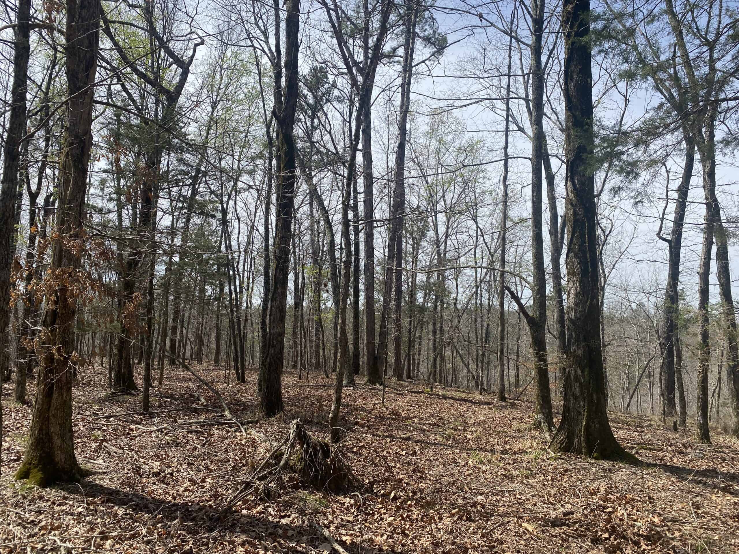 RENOVATED HOME ON 40 ACRES FOR SALE IN HARDIN COUNTY, TN