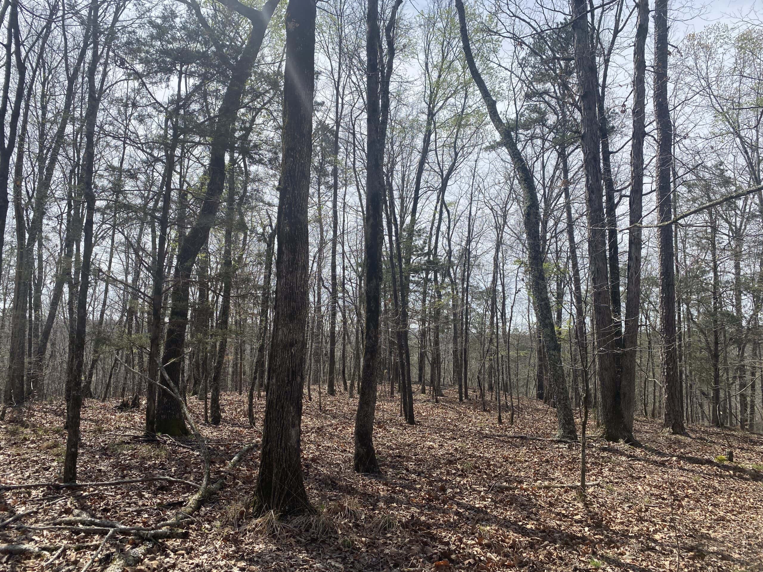 RENOVATED HOME ON 40 ACRES FOR SALE IN HARDIN COUNTY, TN