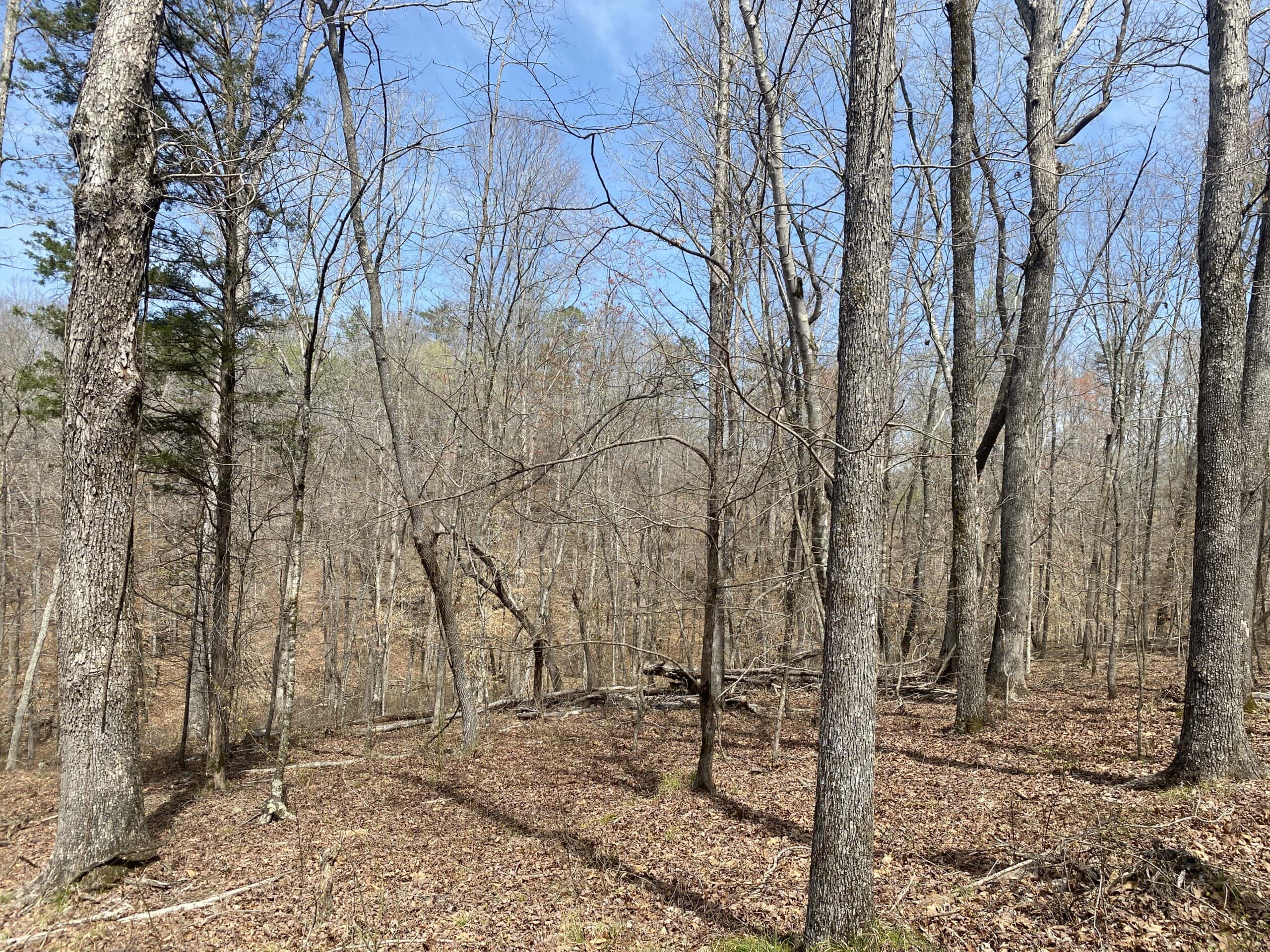 RENOVATED HOME ON 40 ACRES FOR SALE IN HARDIN COUNTY, TN