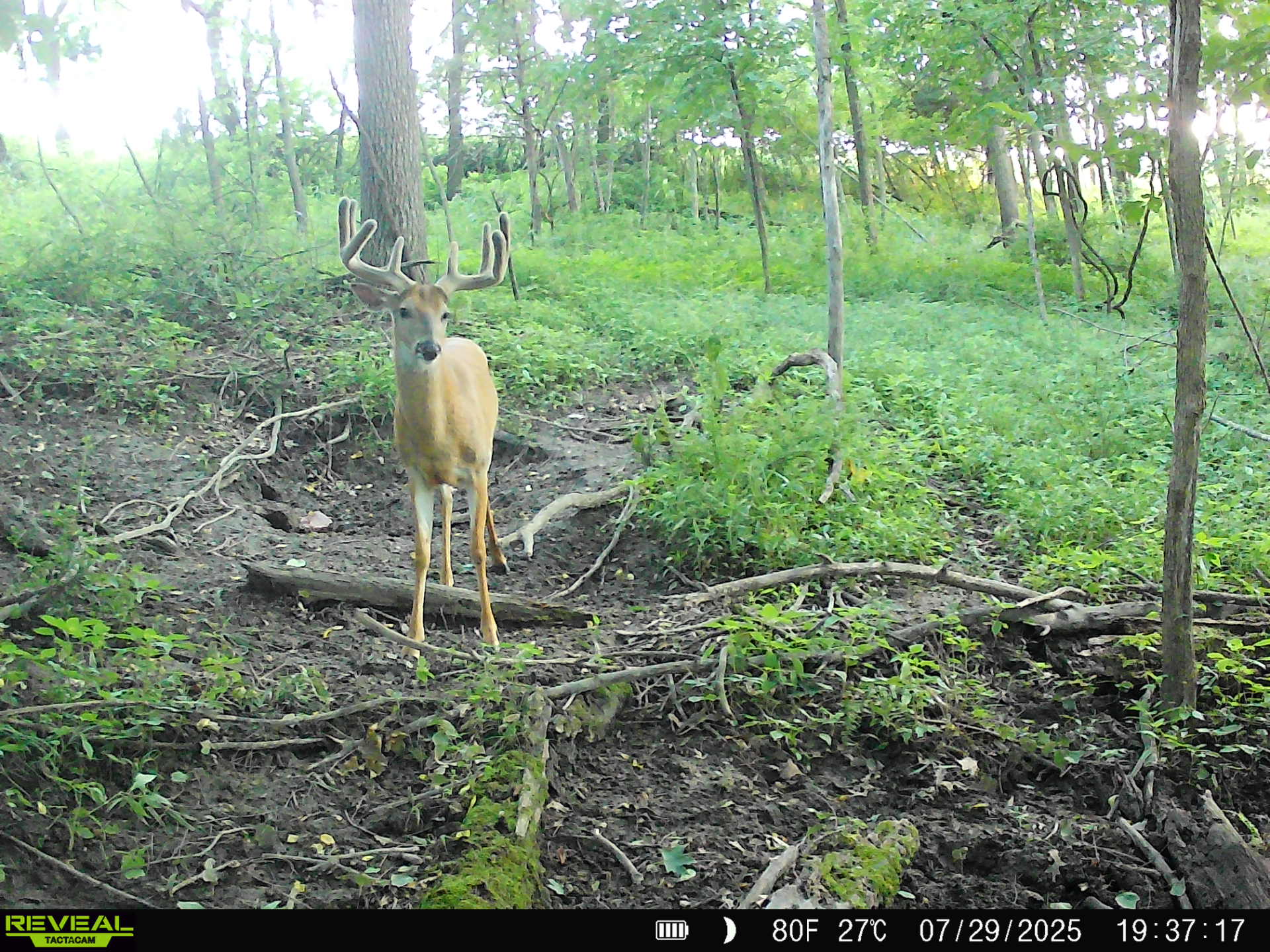 65-acre trophy whitetail and turkey hotspot