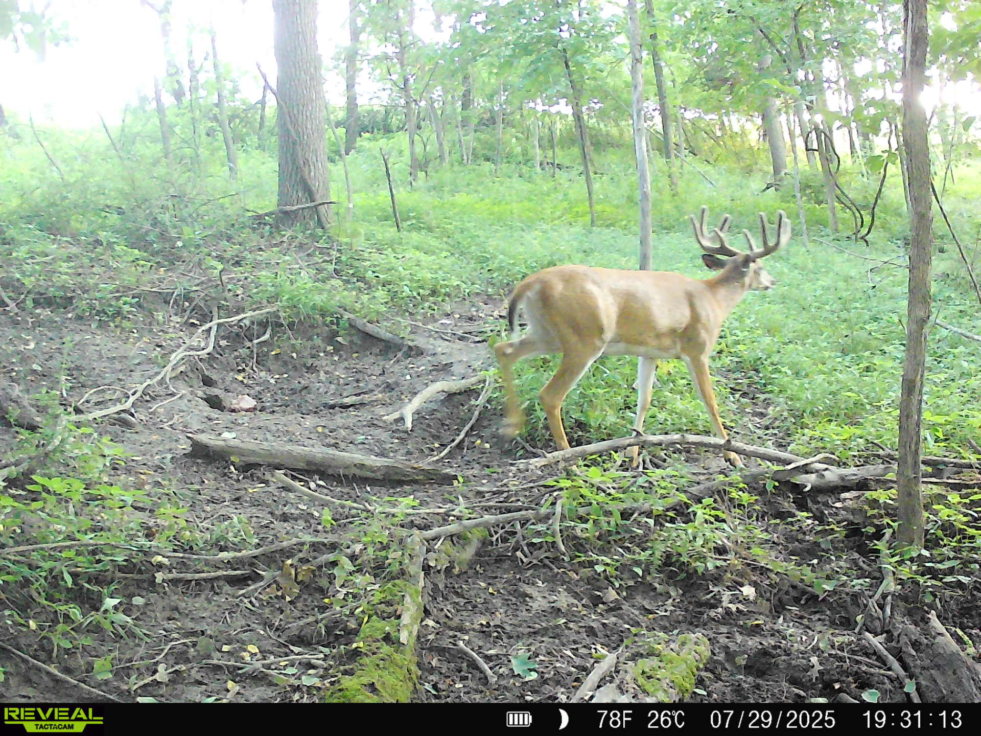 65-acre trophy whitetail and turkey hotspot