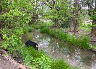 51.01 Acres for Sale in Gatesville, TX – Gated Entrance, Pond, and Stunning Views