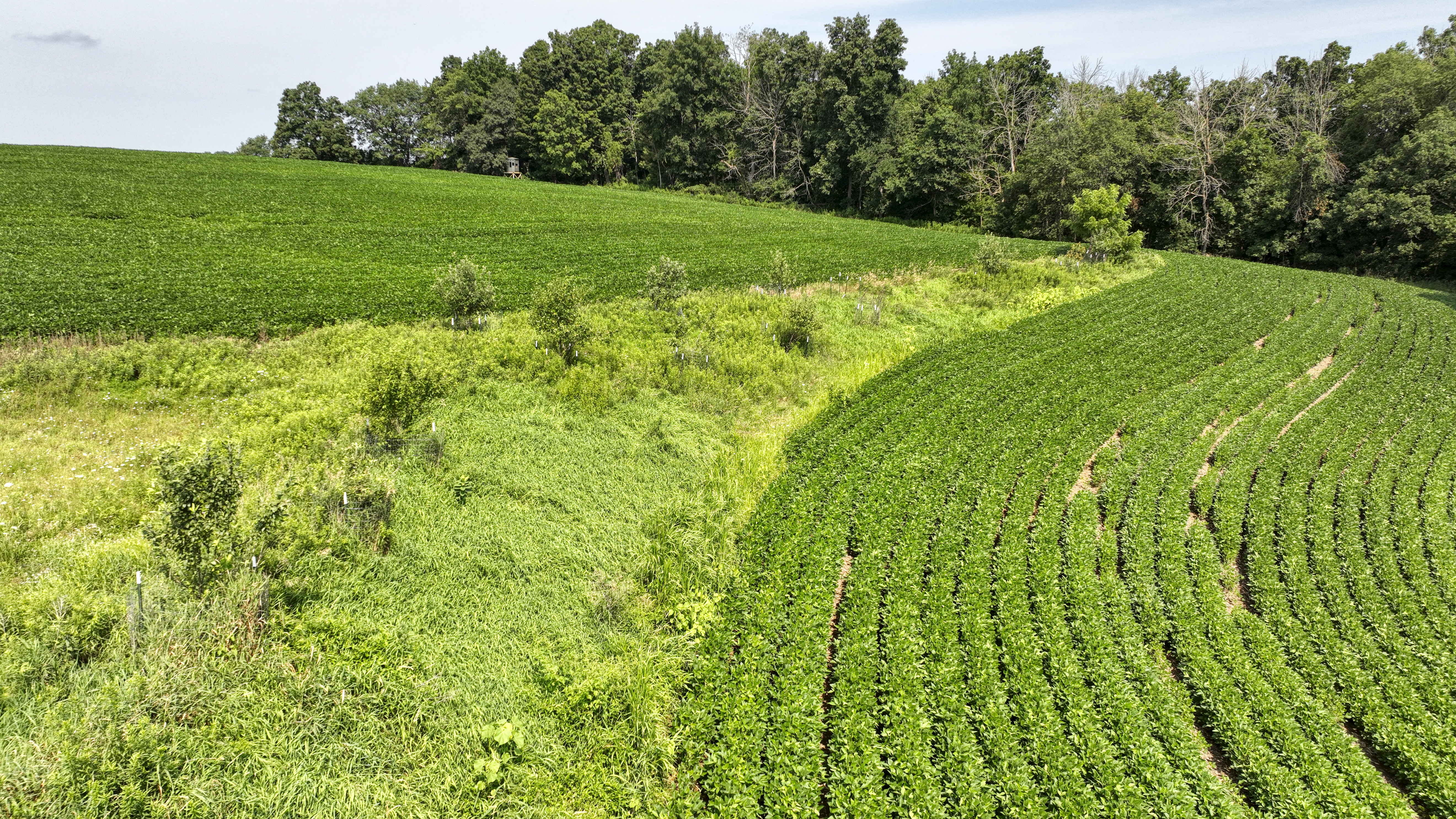 65-acre trophy whitetail and turkey hotspot