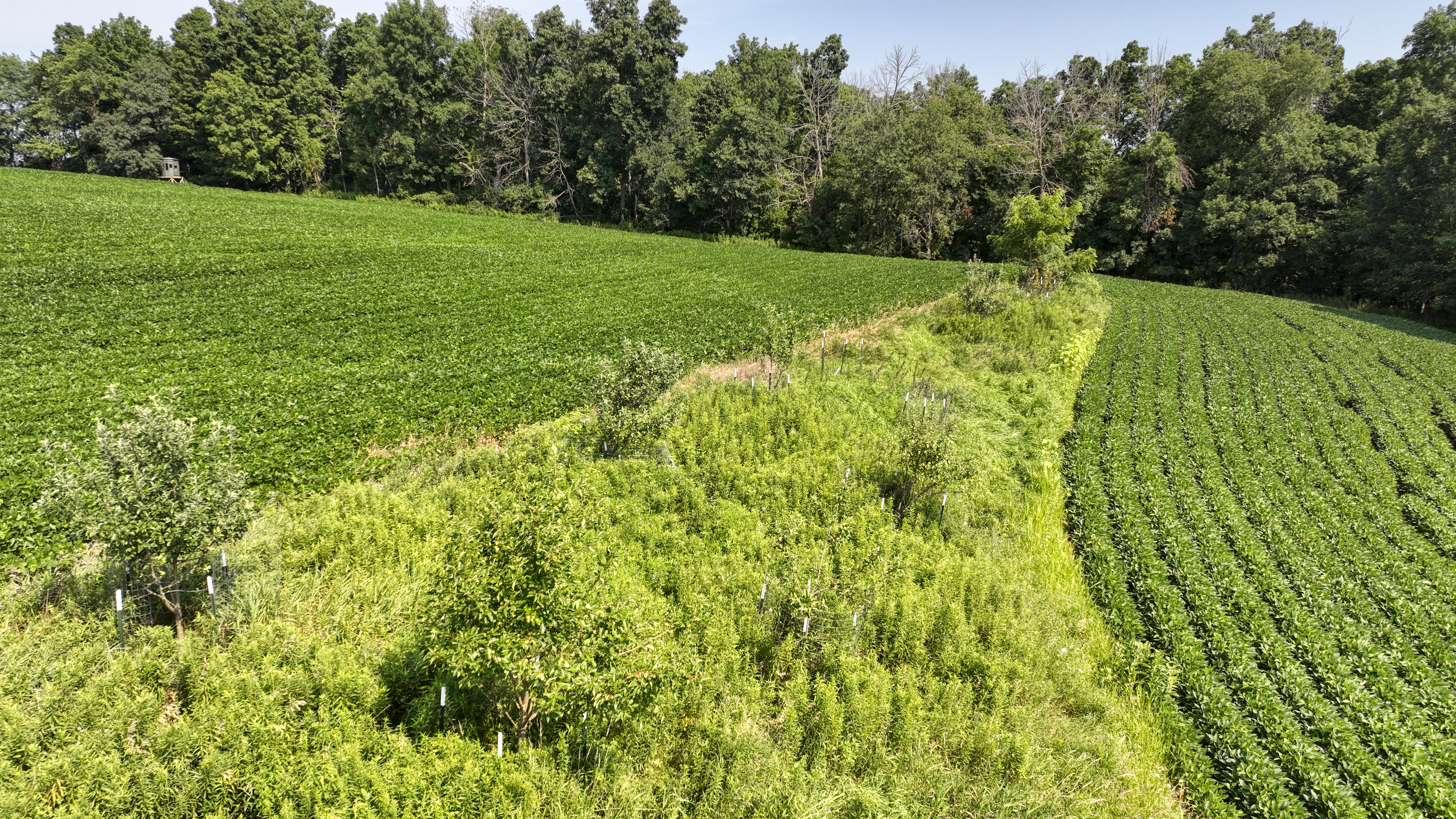 65-acre trophy whitetail and turkey hotspot