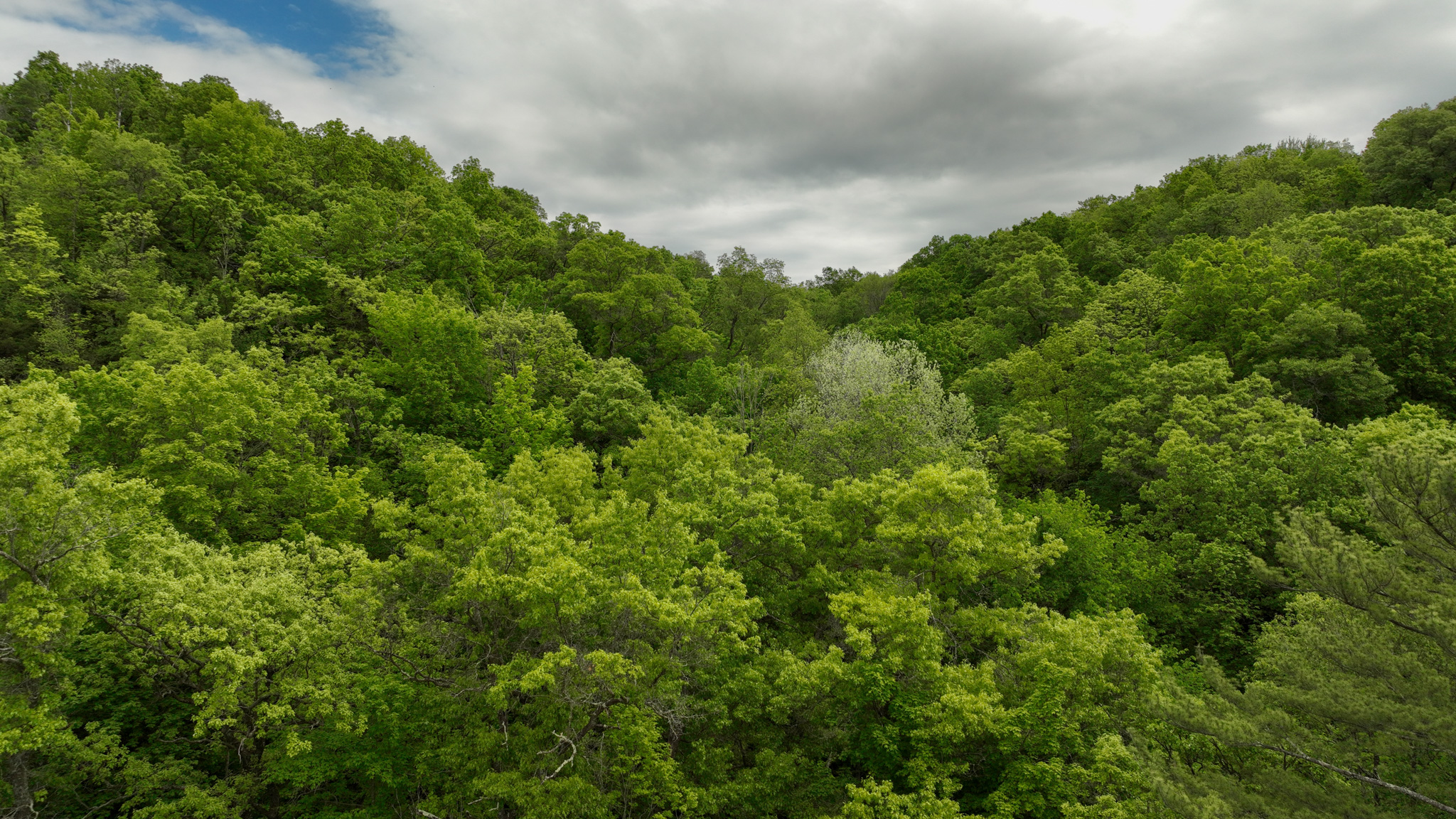 Rustic Cabin in the Woods for Sale in Vernon County, Wisconsin