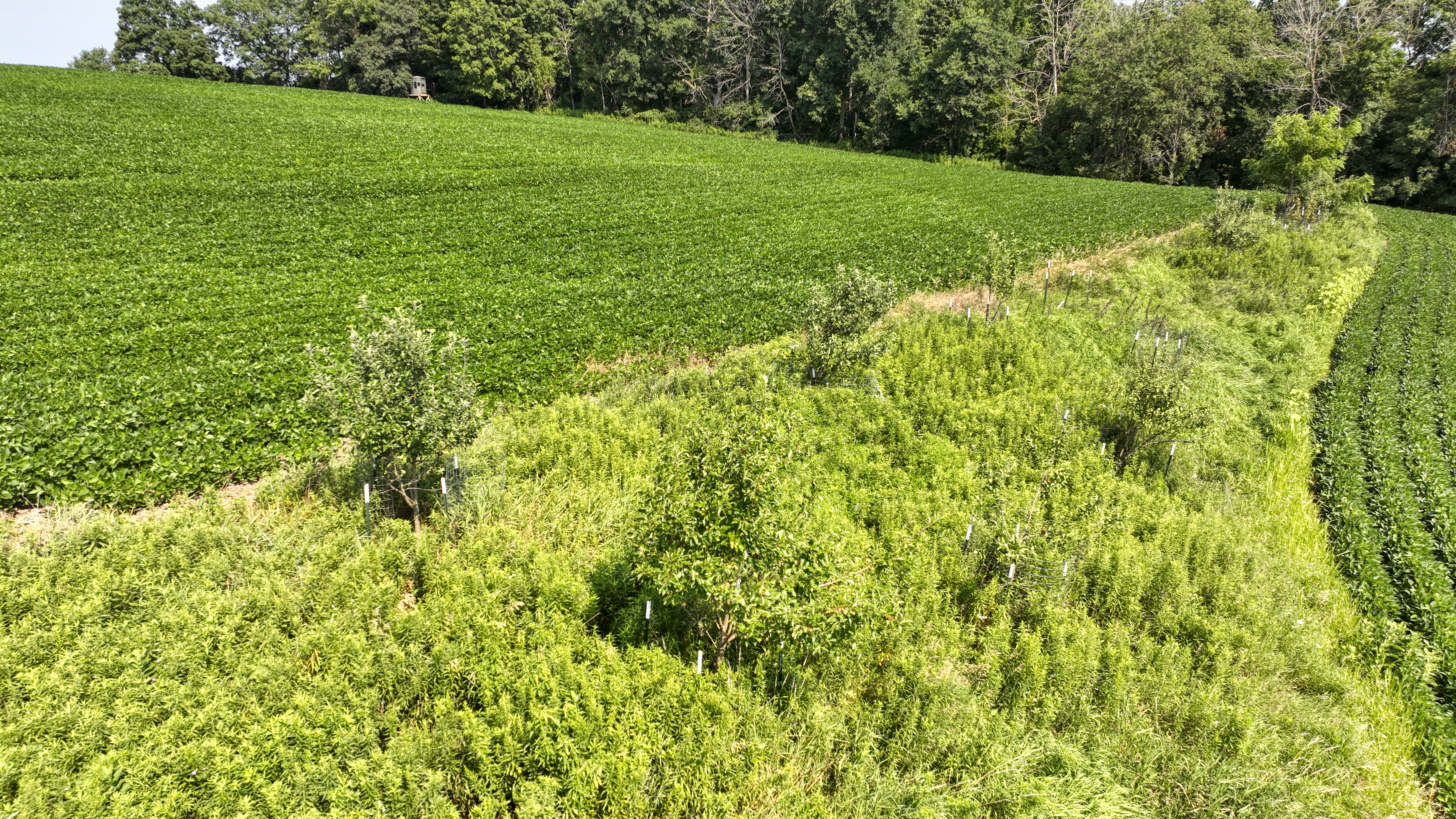 65-acre trophy whitetail and turkey hotspot